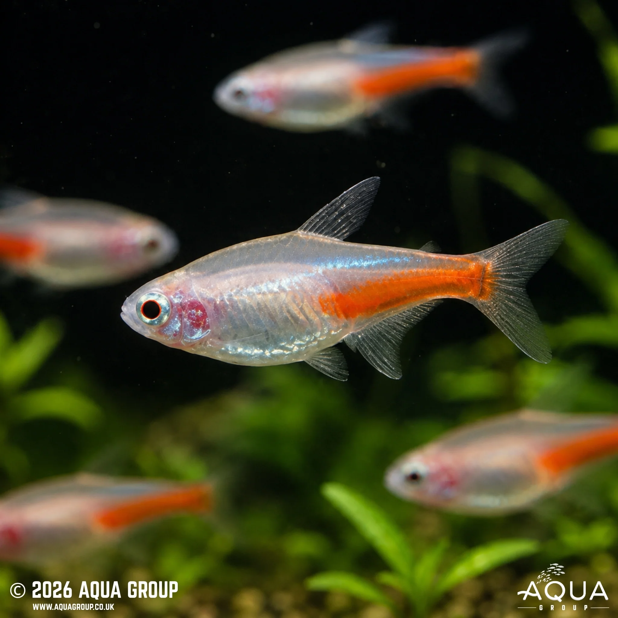 Albino Neon Tetra - Paracheirodon innesi