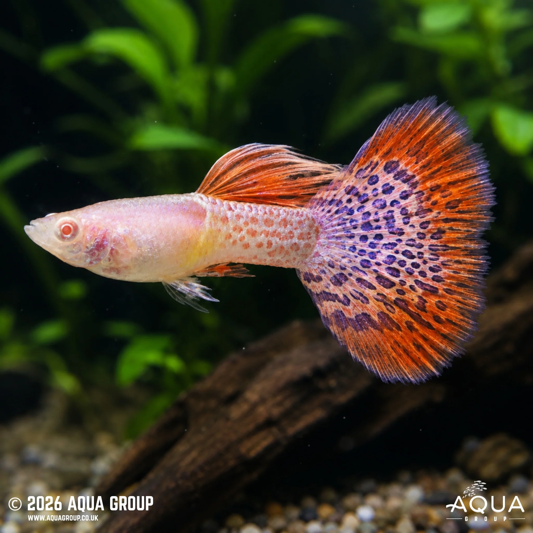 Albino Redlace Guppy - Poecilia reticulata