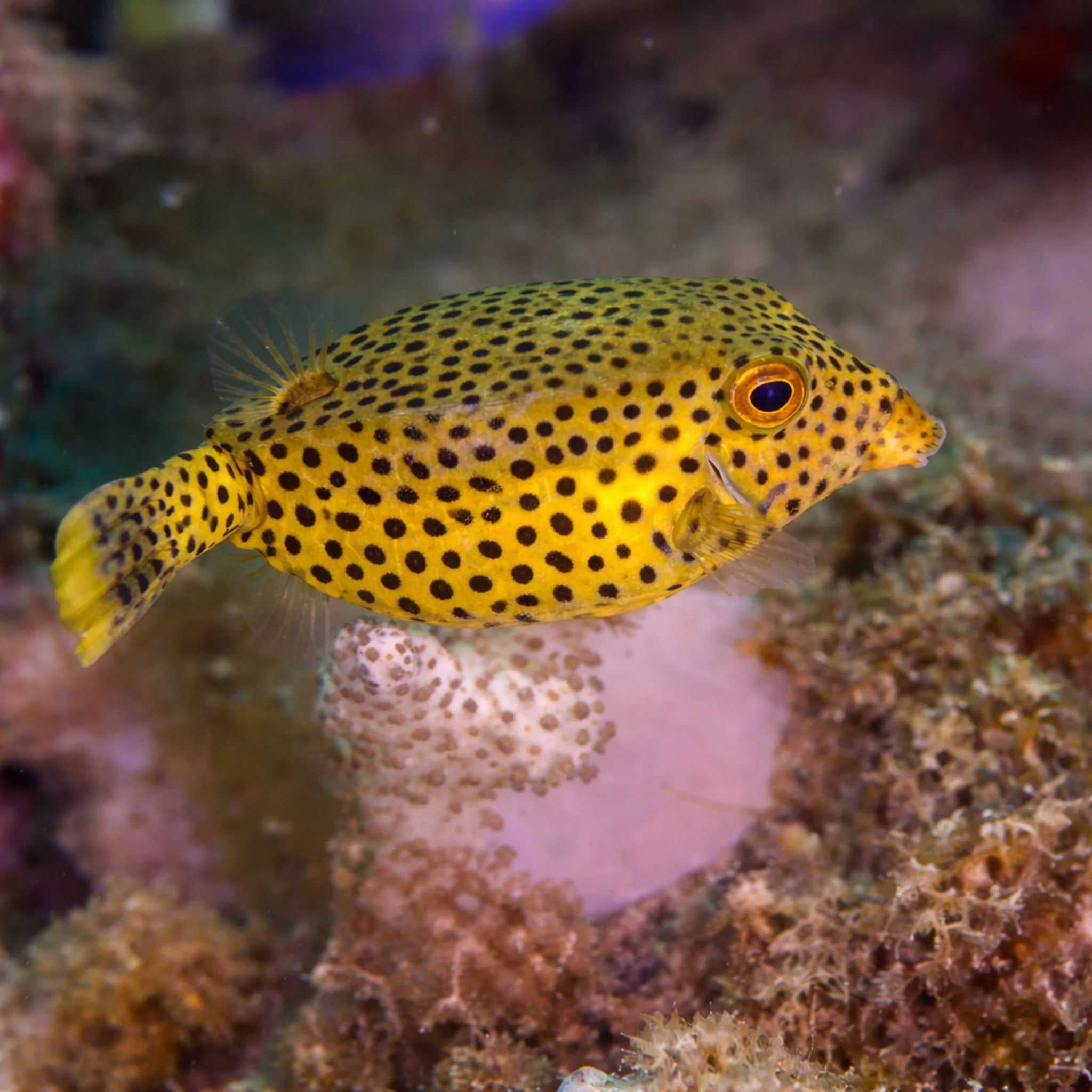 Arabian Boxfish - Ostracion cyanurus - Image 2