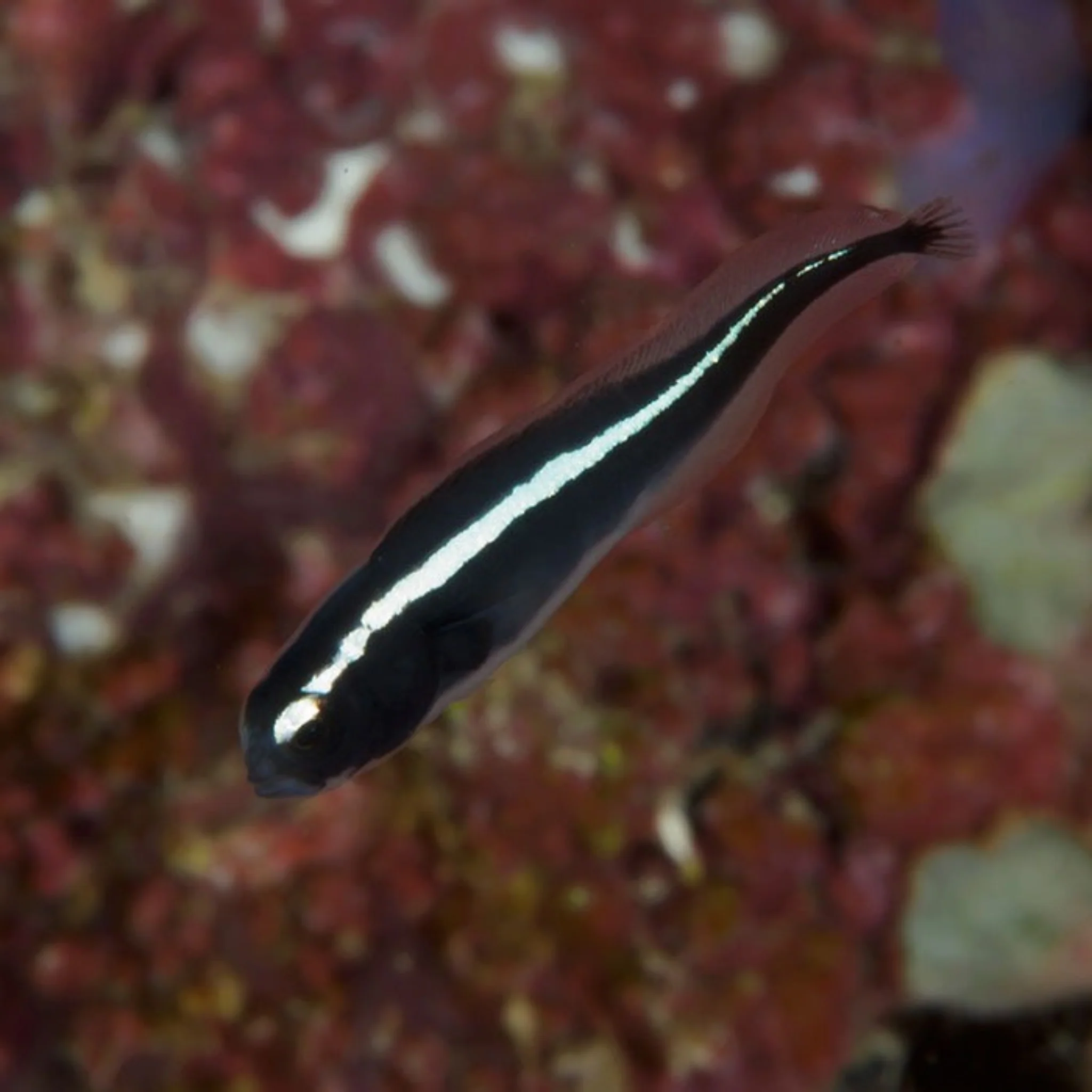 Engineer Goby - Pholidichthys leucotaenia