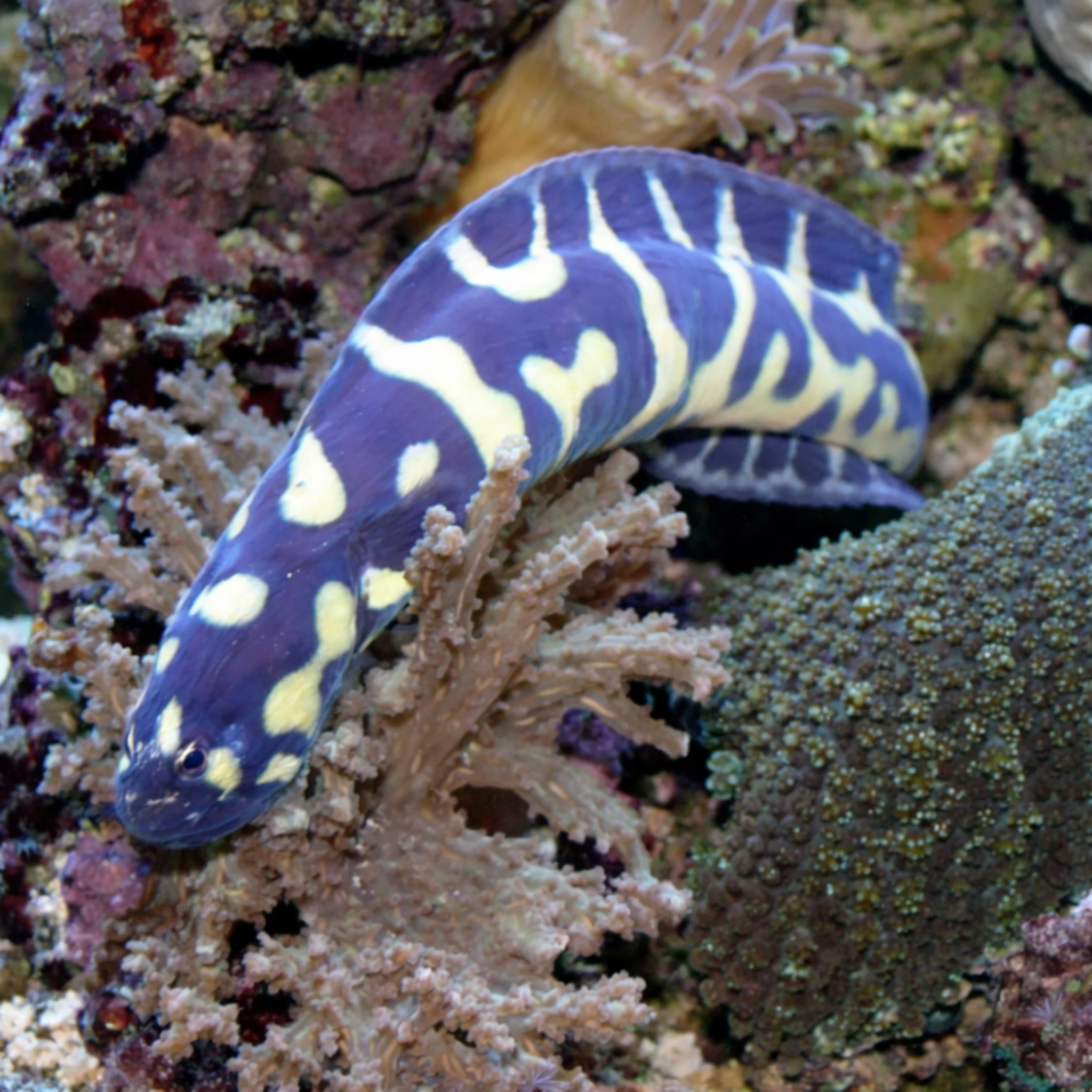 Engineer Goby - Pholidichthys leucotaenia - Image 3