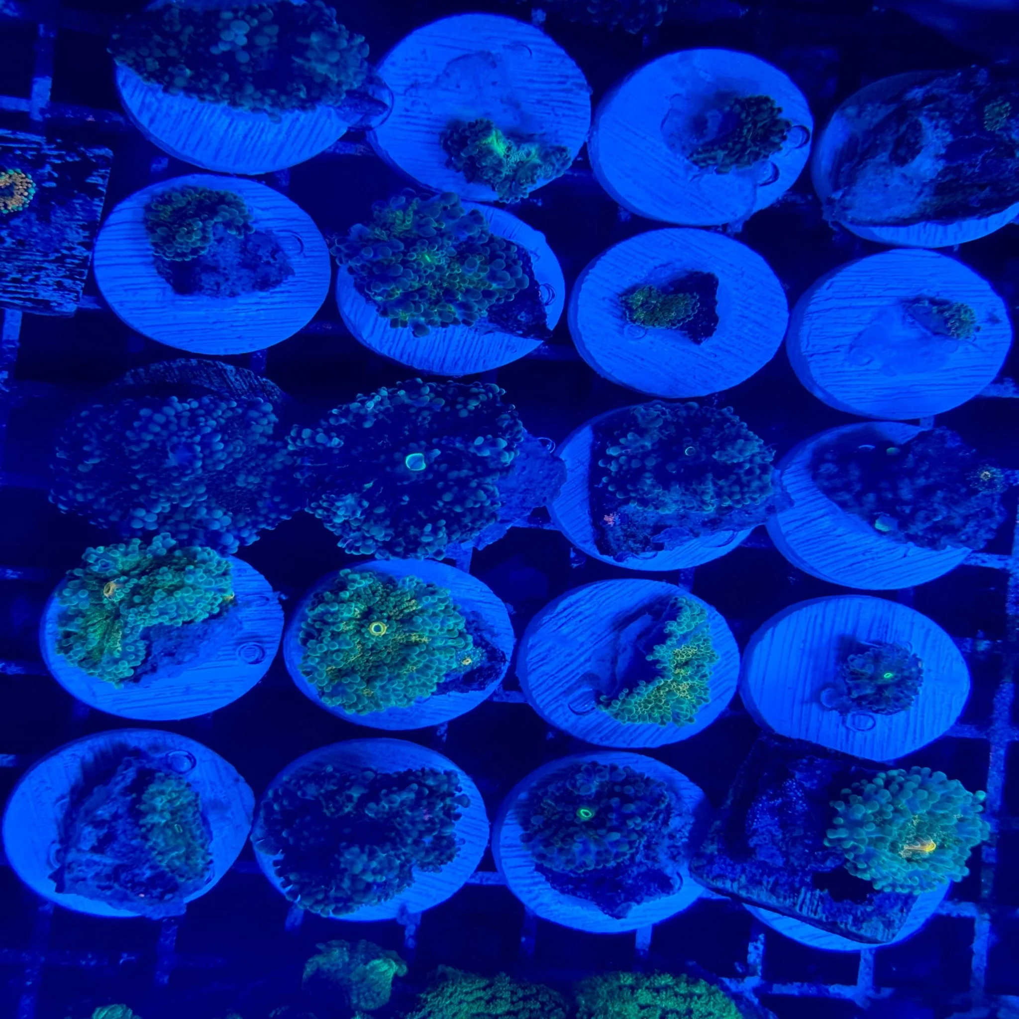 Assorted Riccordea Frag