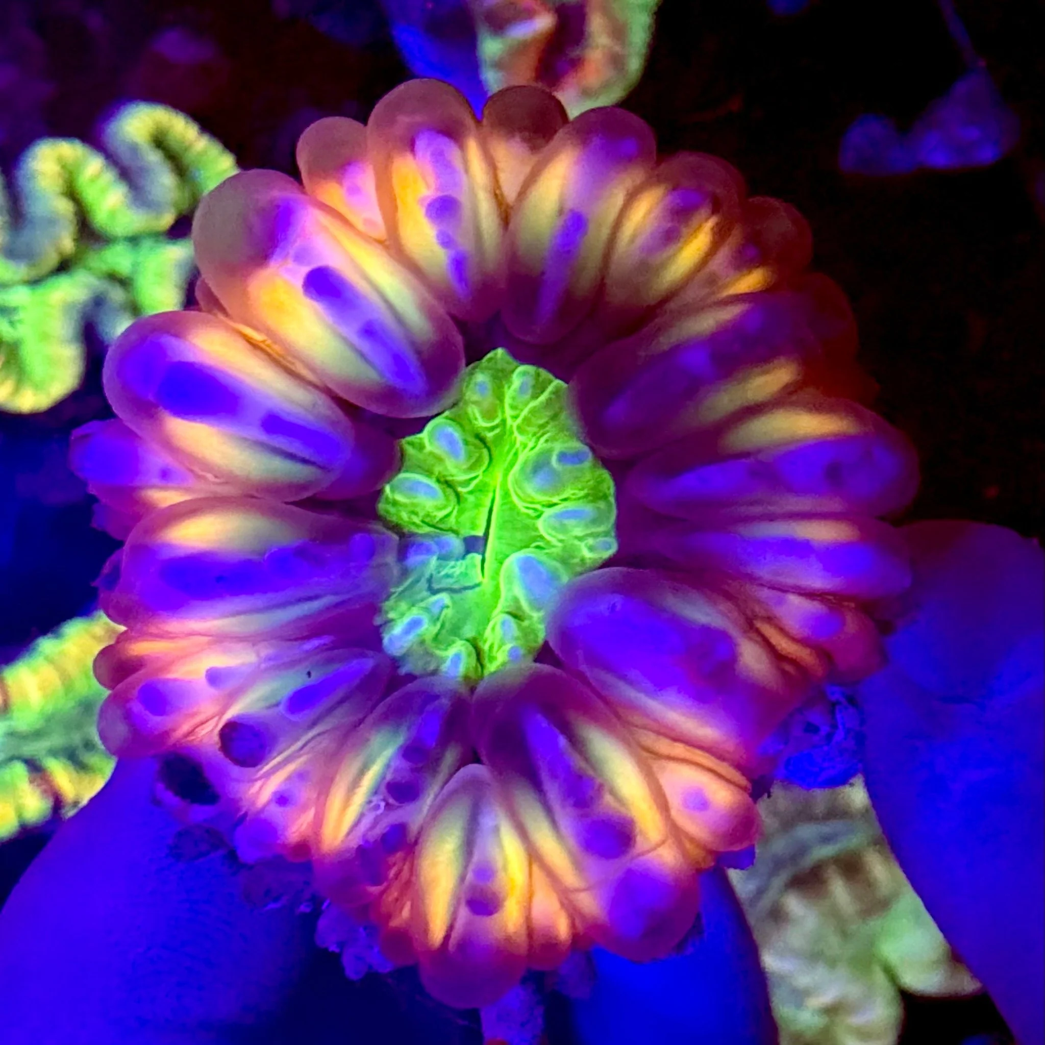 Aurora Eclipse Cynarina