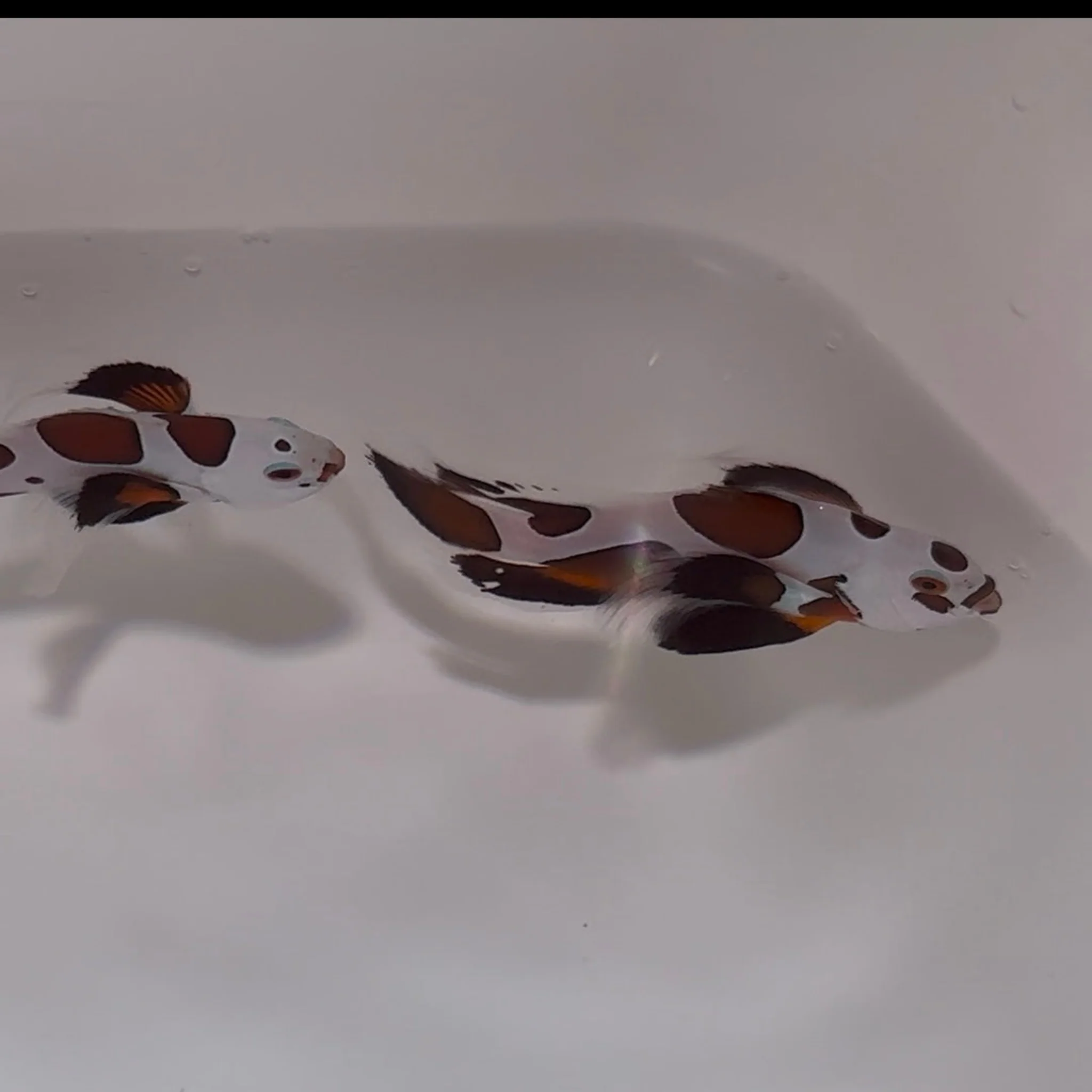 Boston Sea & Reef Mocha Storm Longfin Clownfish