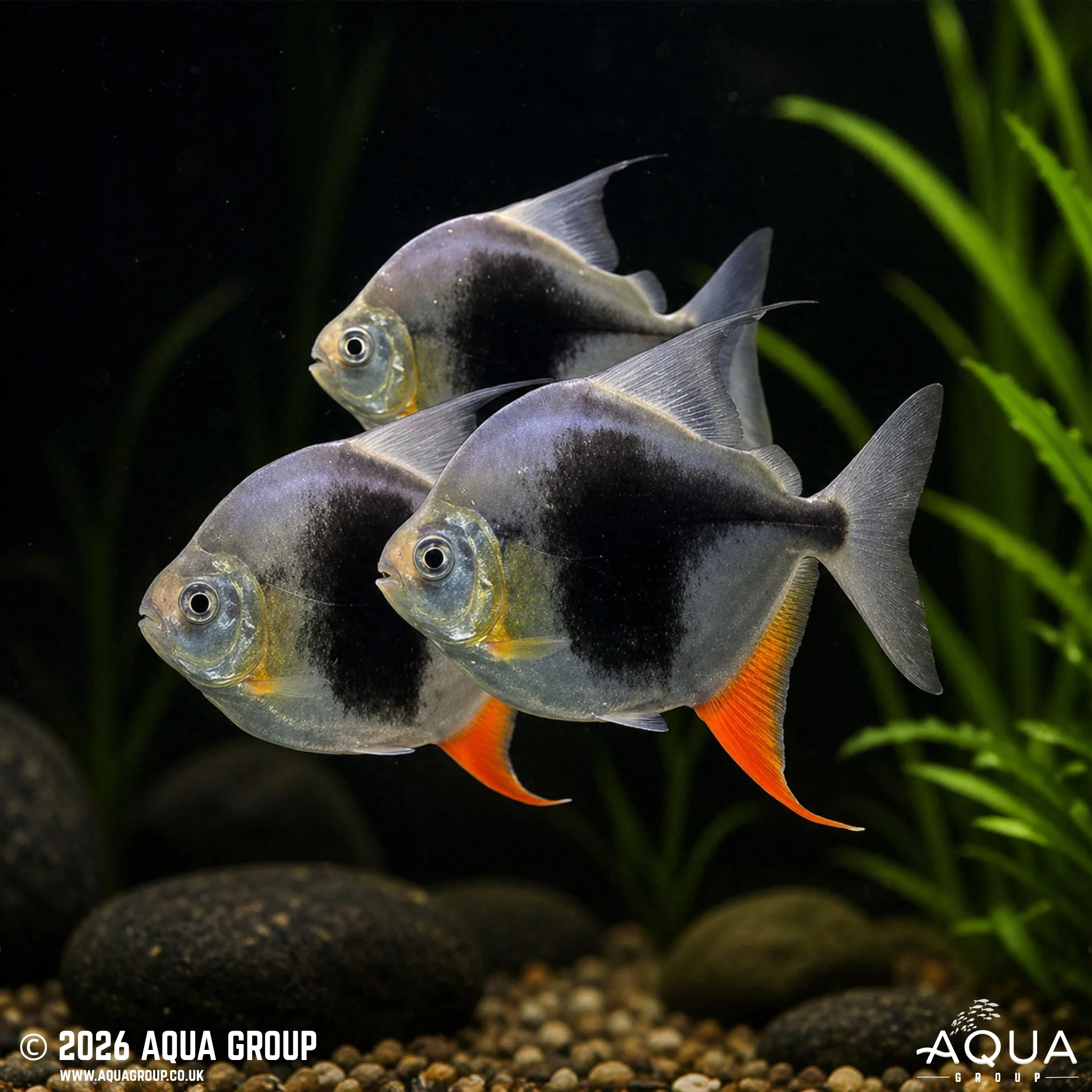 Blackberry Silver Dollar - Myloplus schomburgkii