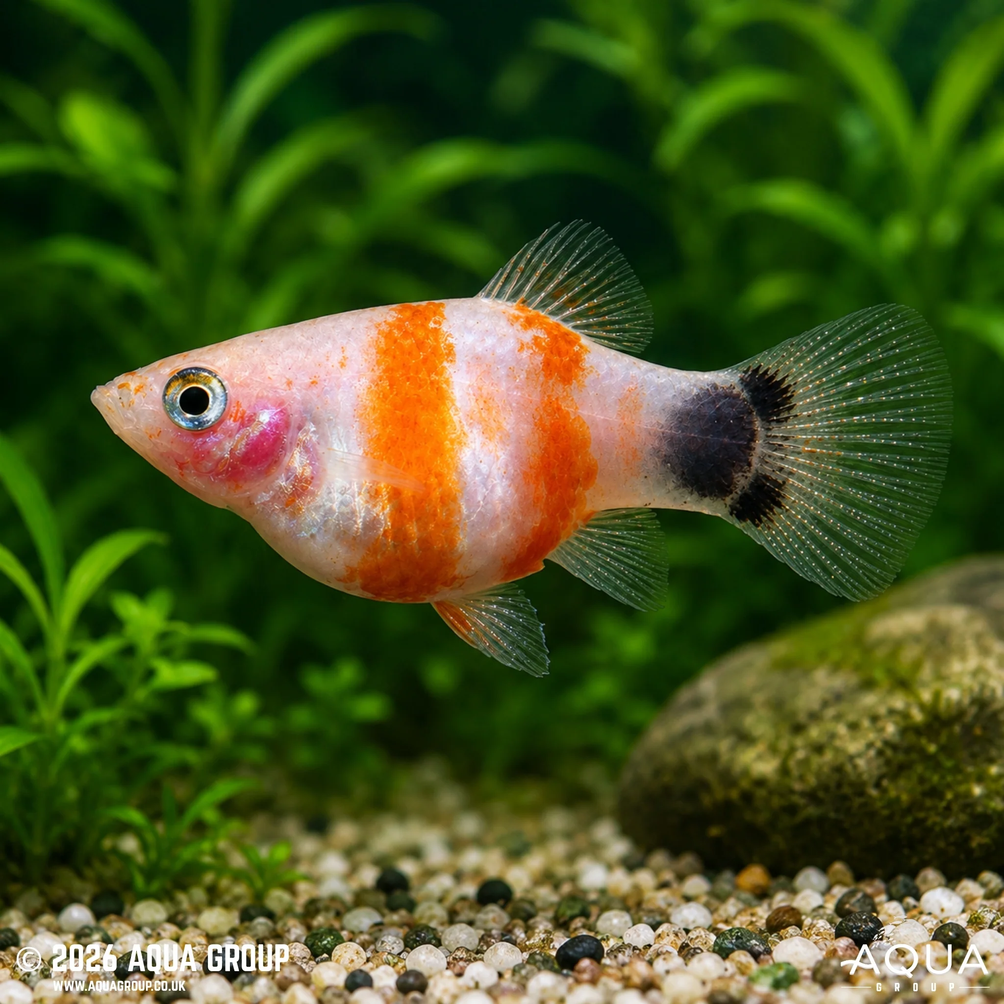 Bleeding Heart Mickey Mouse Platy - Xiphophorus maculatus