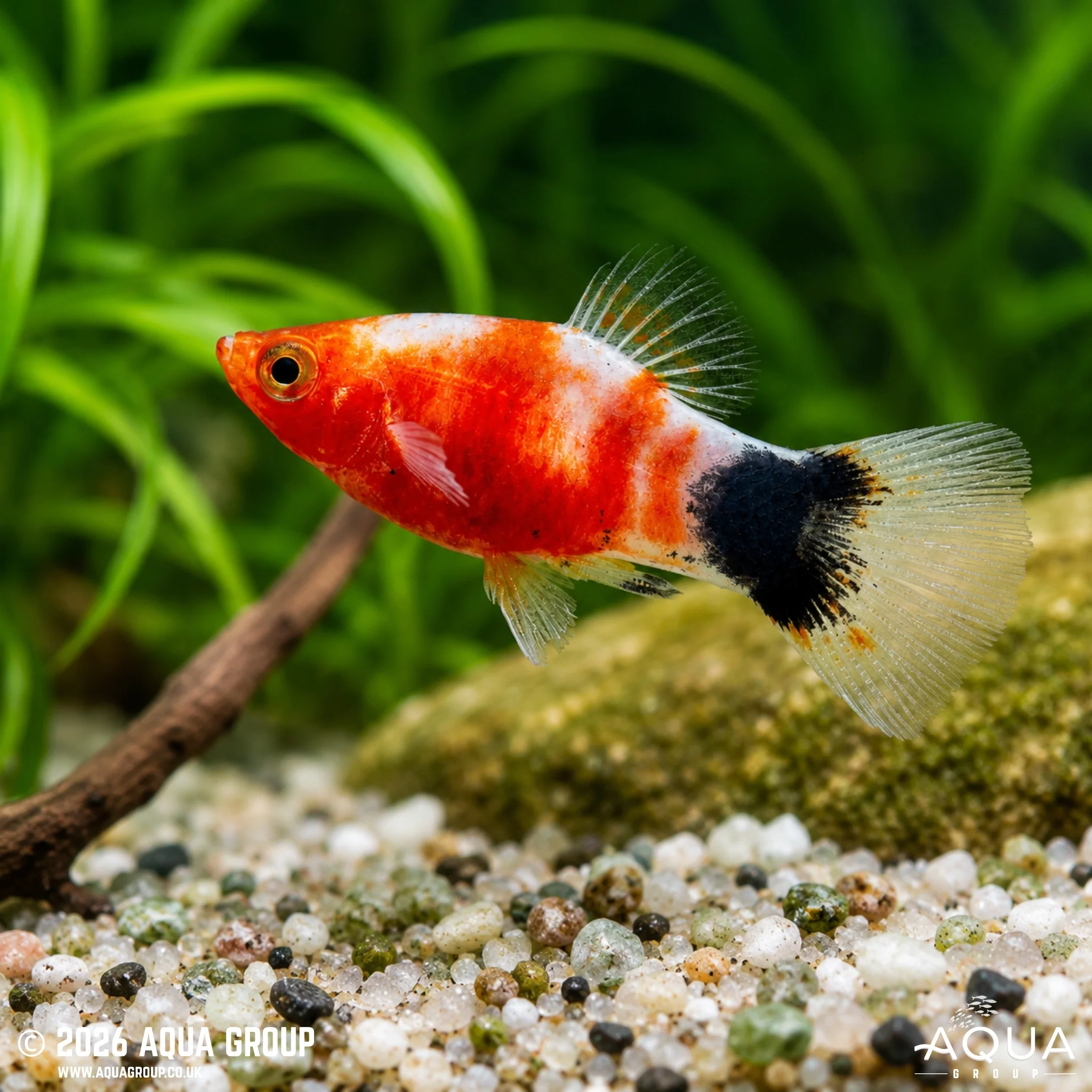Bleeding Heart Mickey Mouse Platy - Xiphophorus maculatus - Image 2