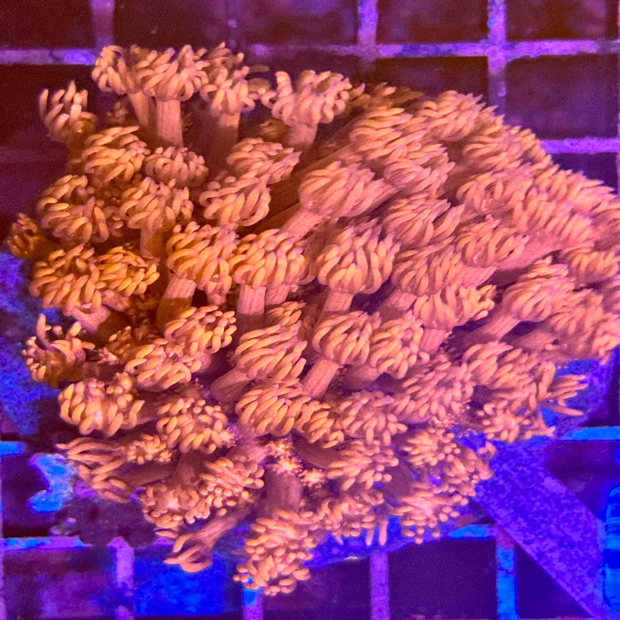 Blood Red Goniopora - Frags
