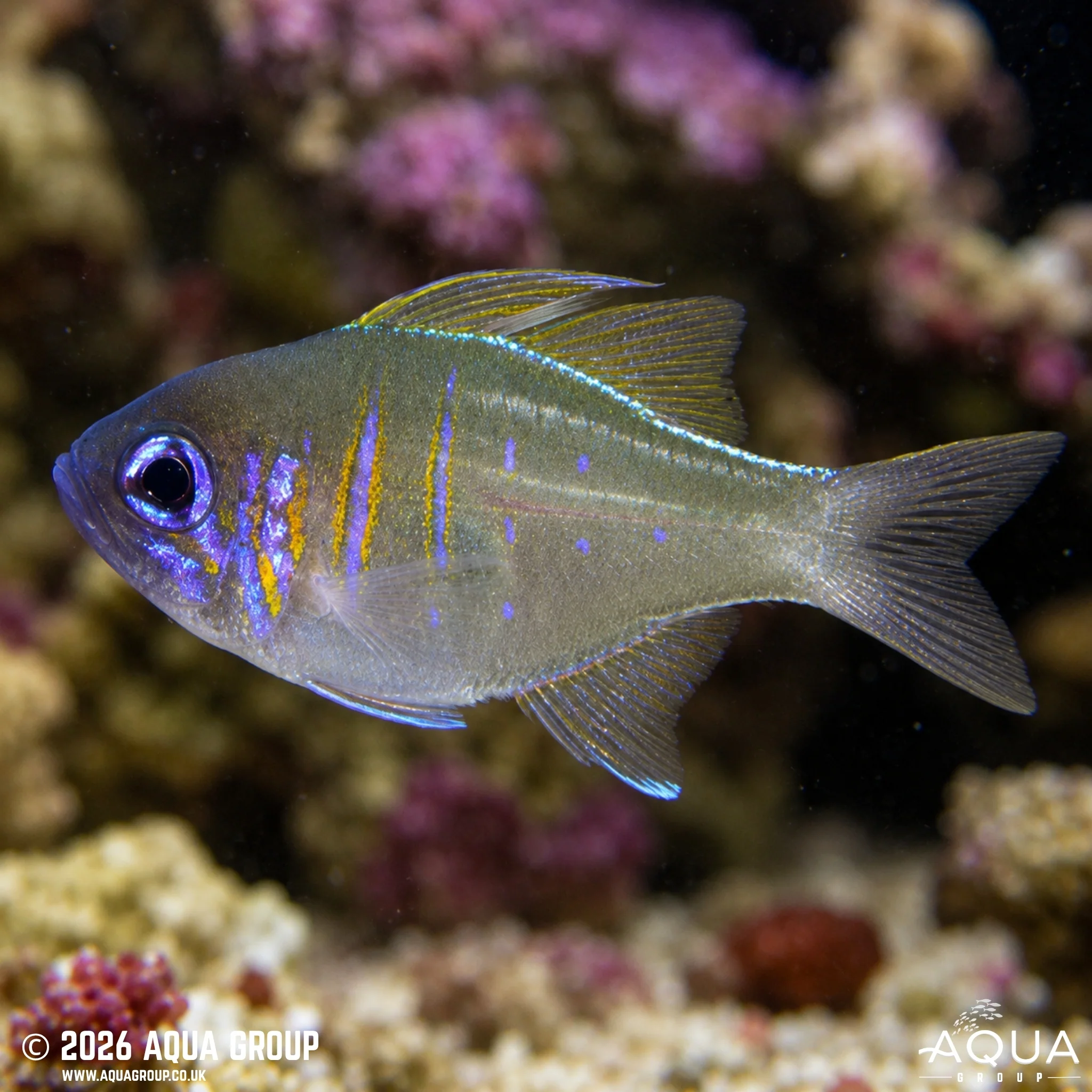Blue Eye Cardinalfish - Zoramia leptacantha