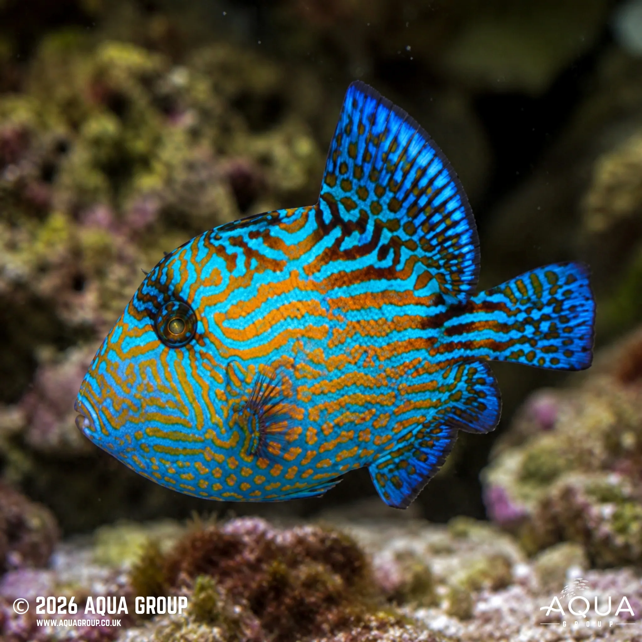 Blue Jigsaw Triggerfish - Pseudobalistes fuscus