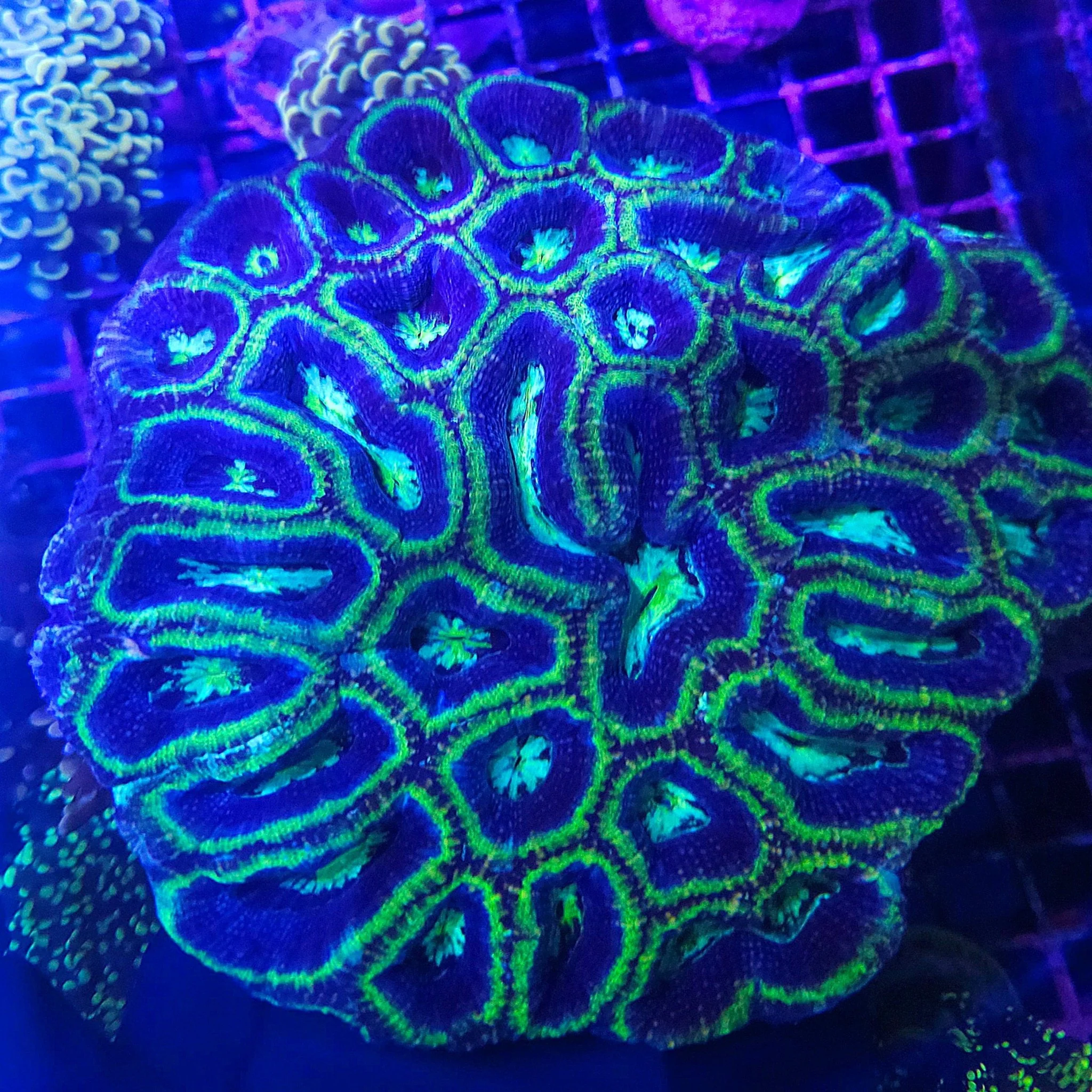 Blue/Purple/green Acanthastrea Bowerbanki (show size)