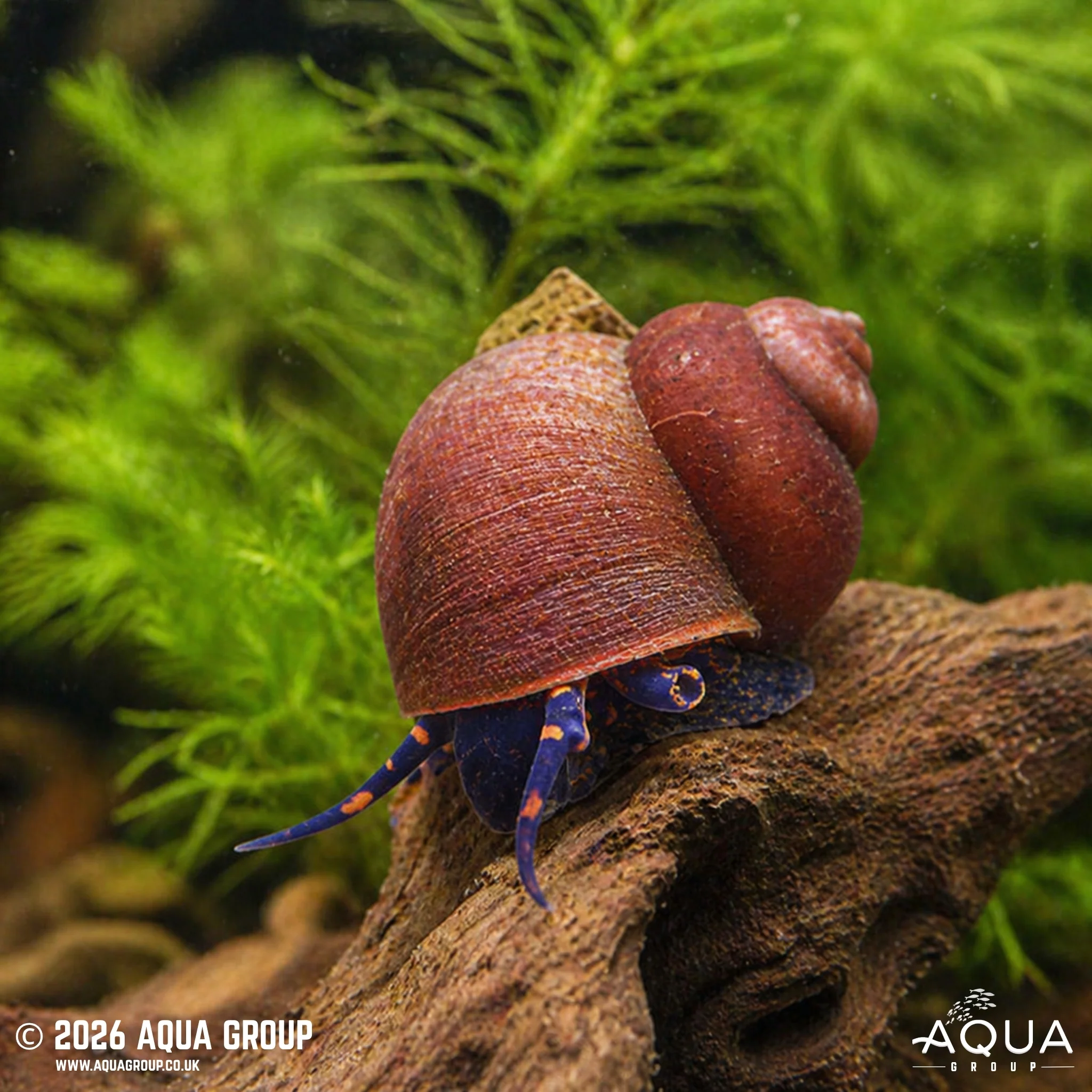Blueberry Snail - Viviparus sp