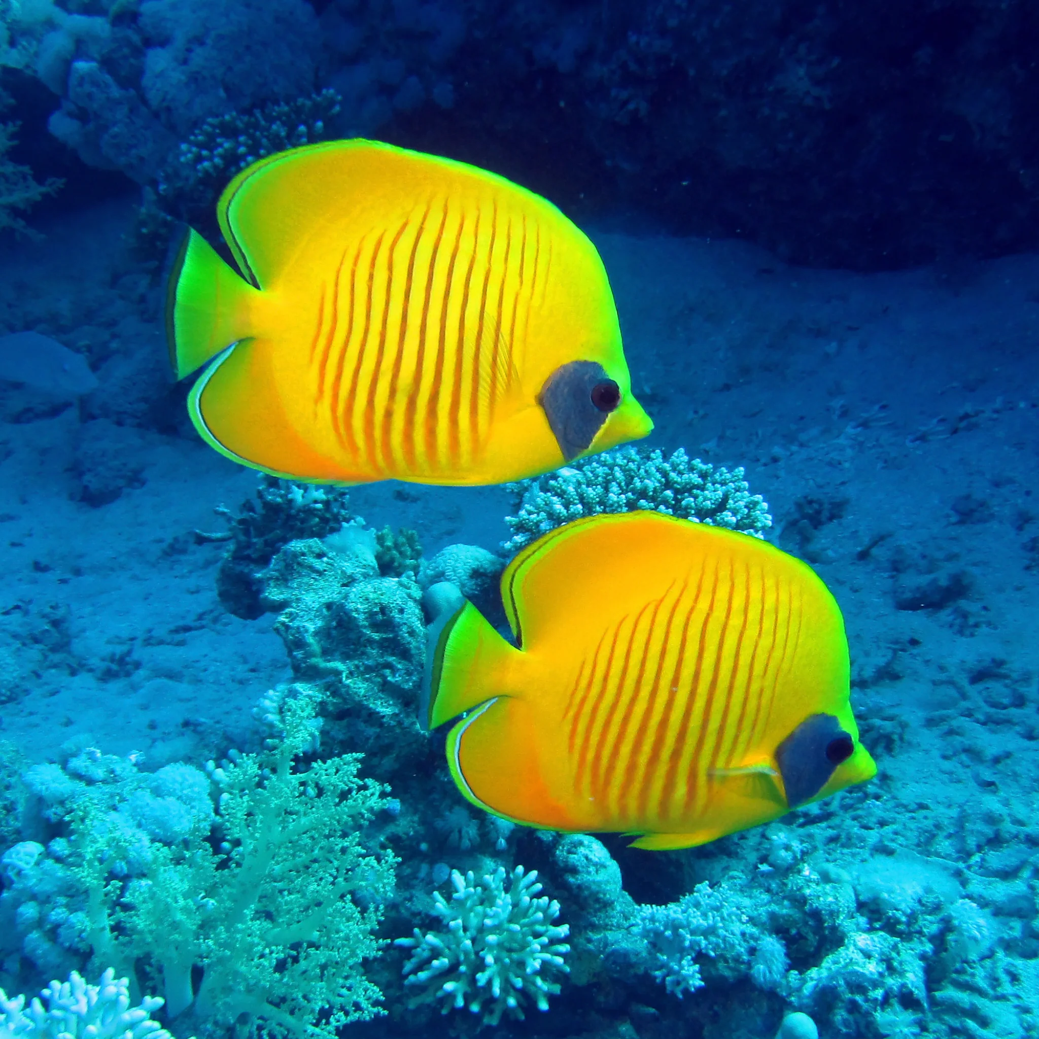 Addis Butterflyfish