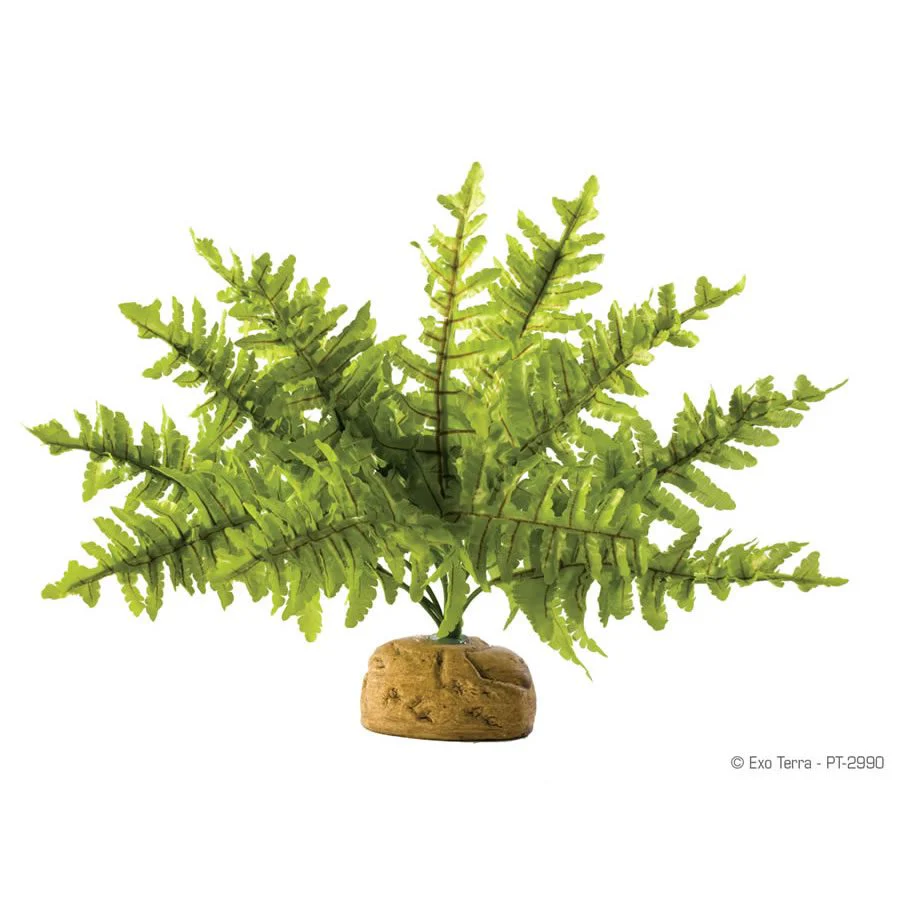 Exo-Terra Boston Fern - Small