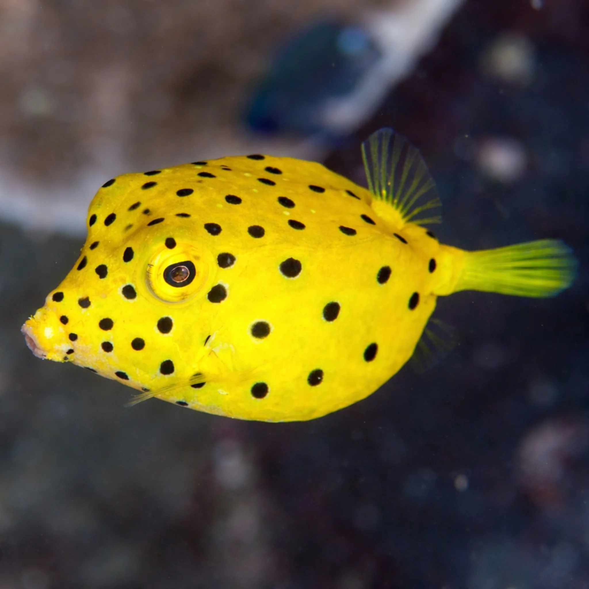 Yellow Boxfish - Ostracion cubicus