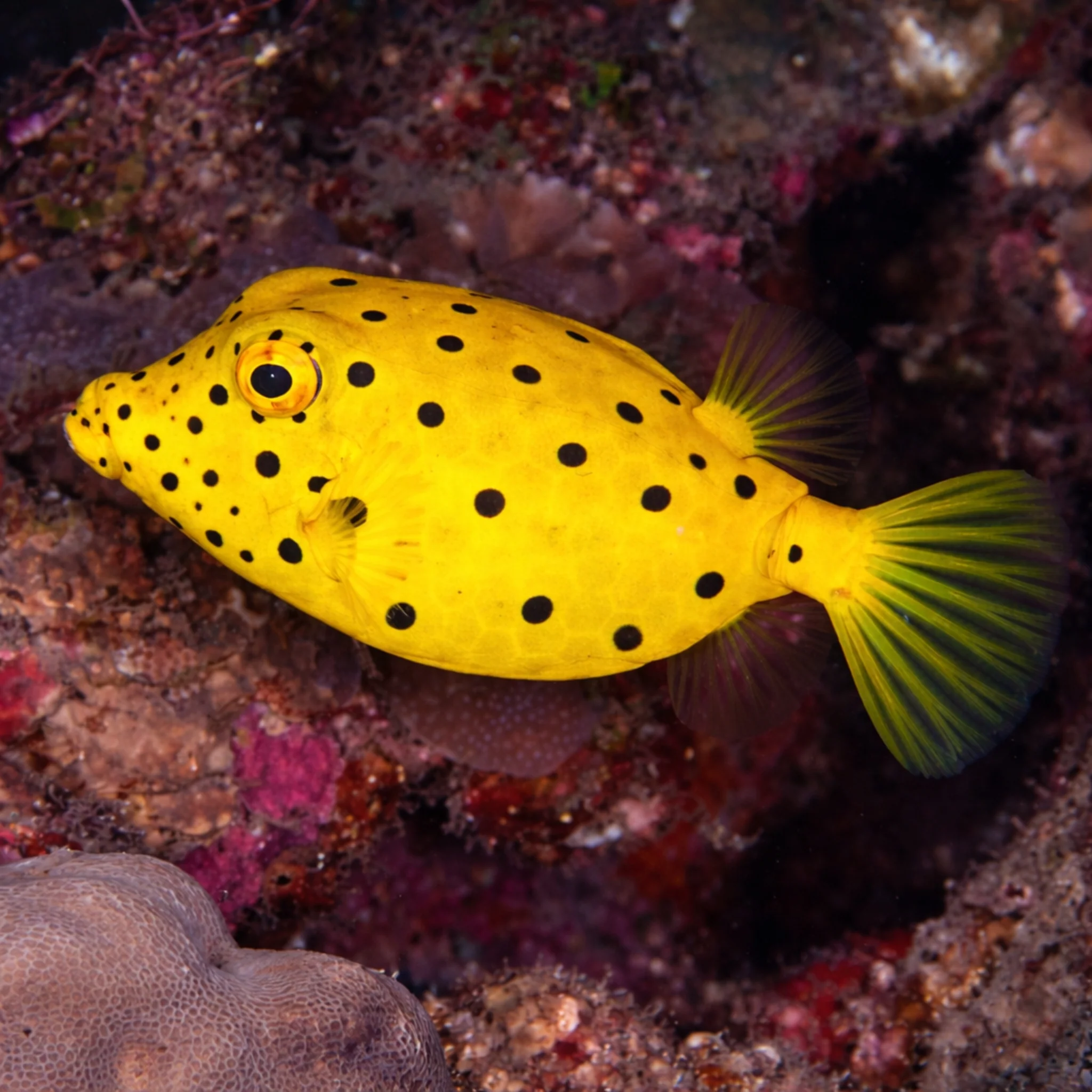 Yellow Boxfish - Ostracion cubicus - Image 3