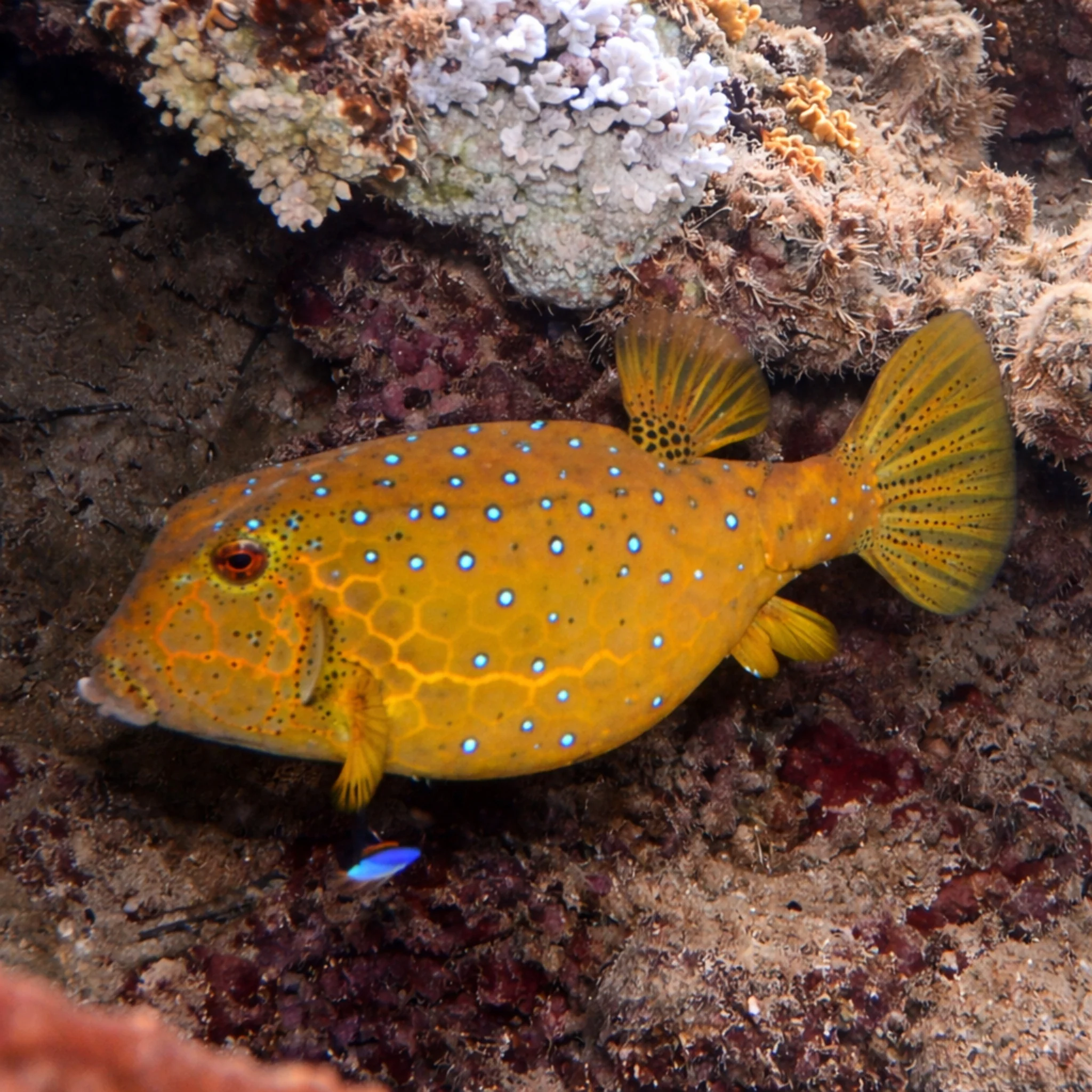 Yellow Boxfish - Ostracion cubicus - Image 4