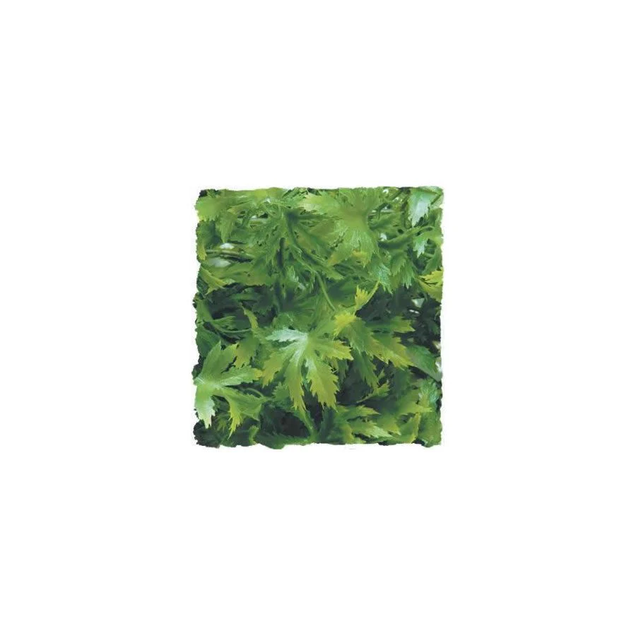Zoo-Med Cannabis - Large