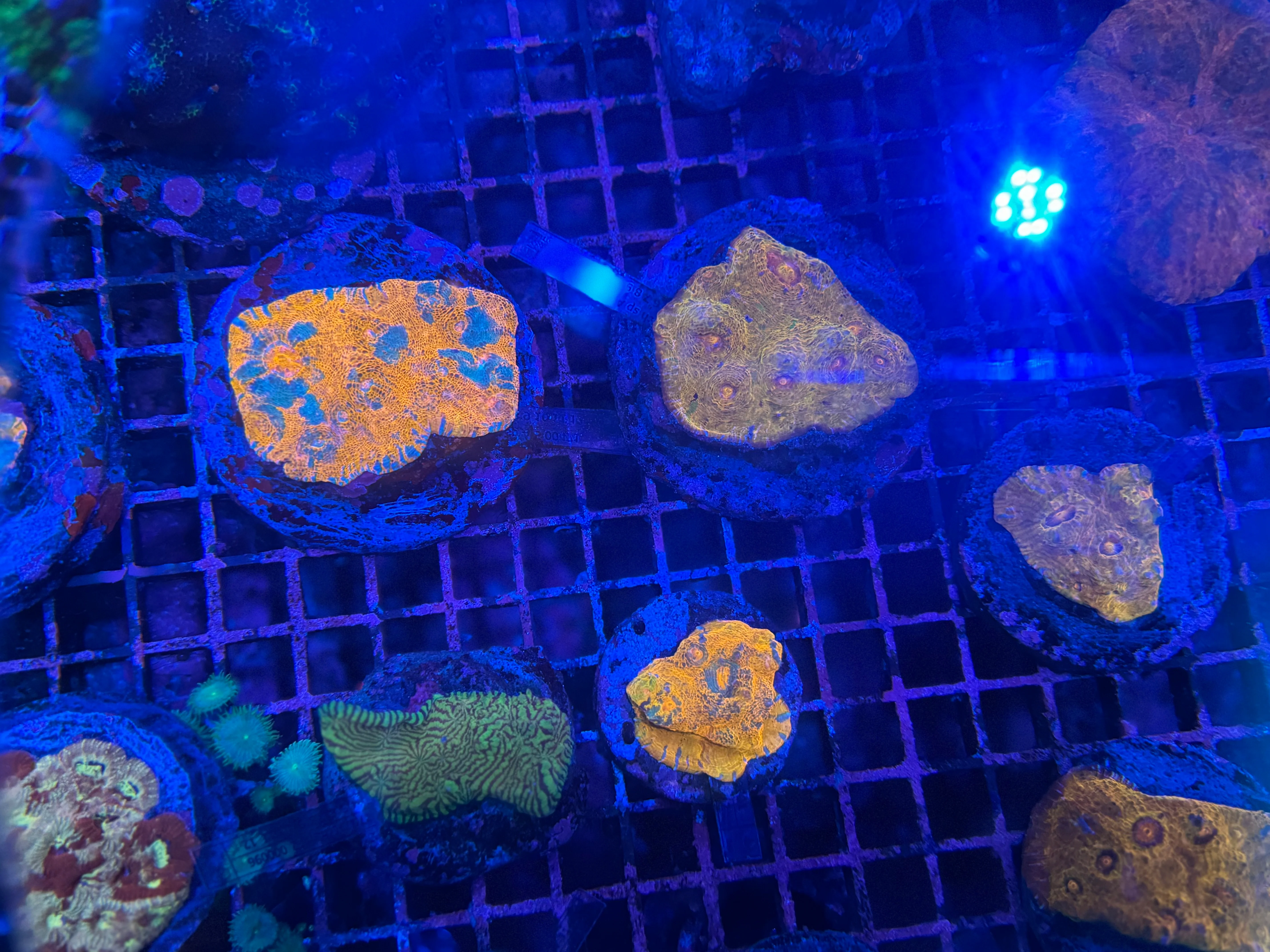 Chalice Mix - Image 3