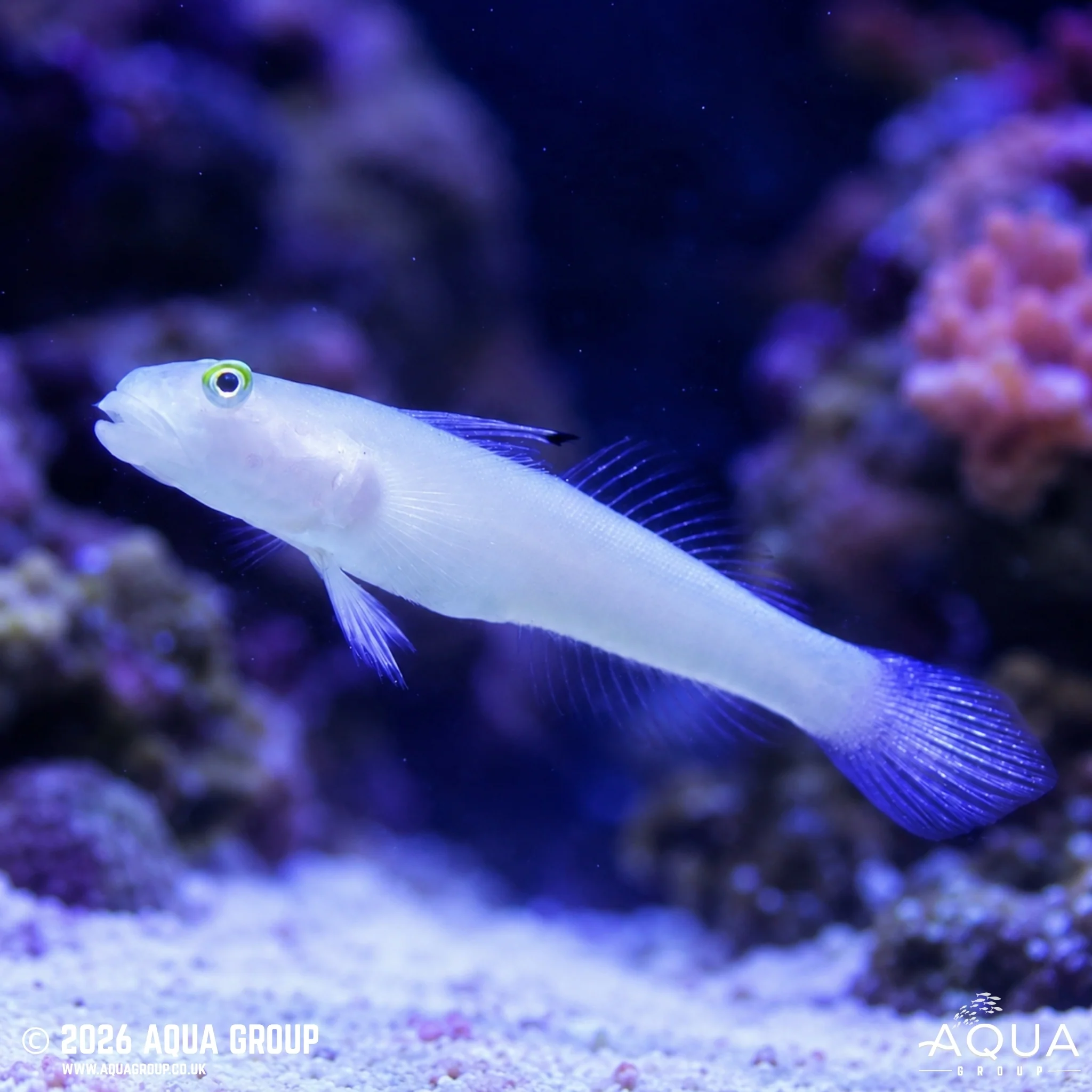 Chalk Goby - Valenciennea sexguttata