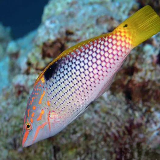 Checkerboard Wrasse - Halichoeres Hortulanus