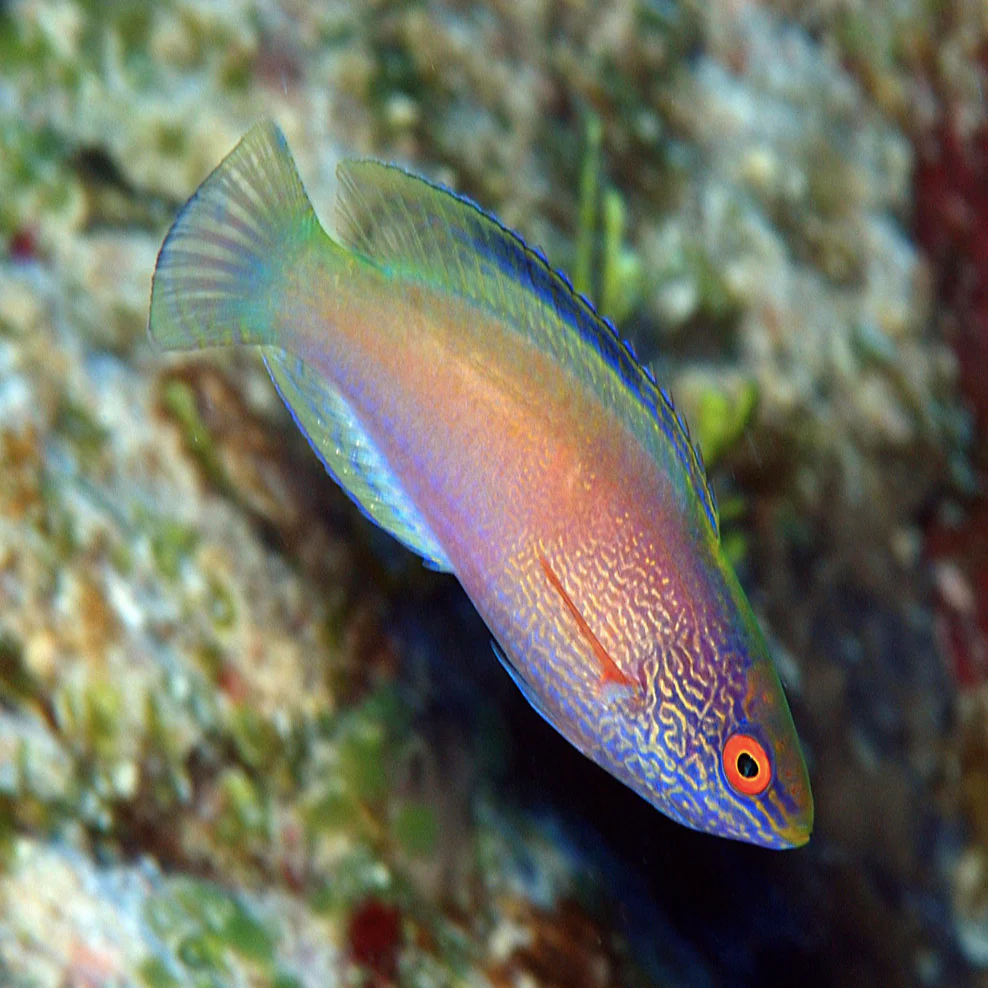 Cirrhilabrous rhomboidalis