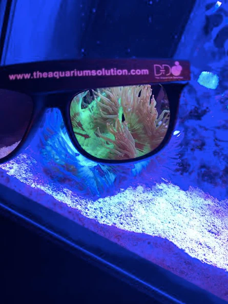 Coral Viewing Sunglasses - Image 2