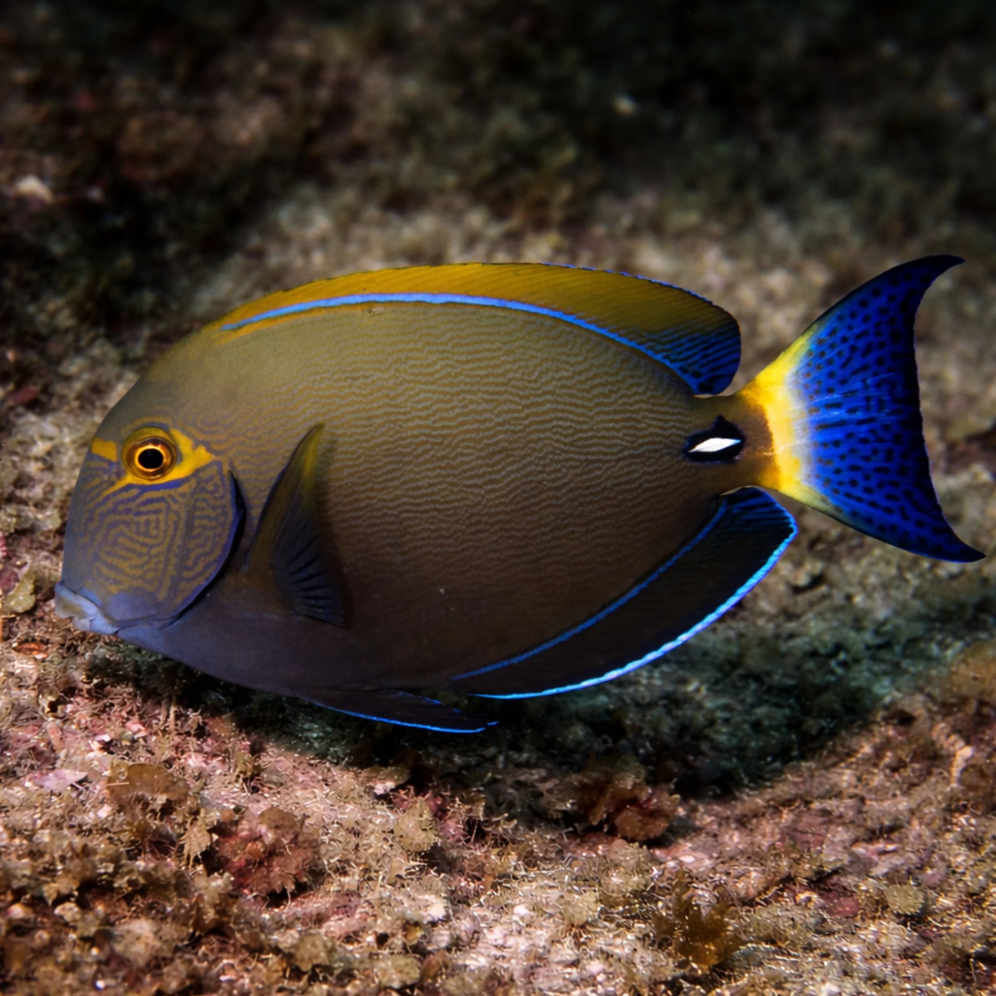 Dussumieri Tang - Acanthurus dussumieri - Image 2