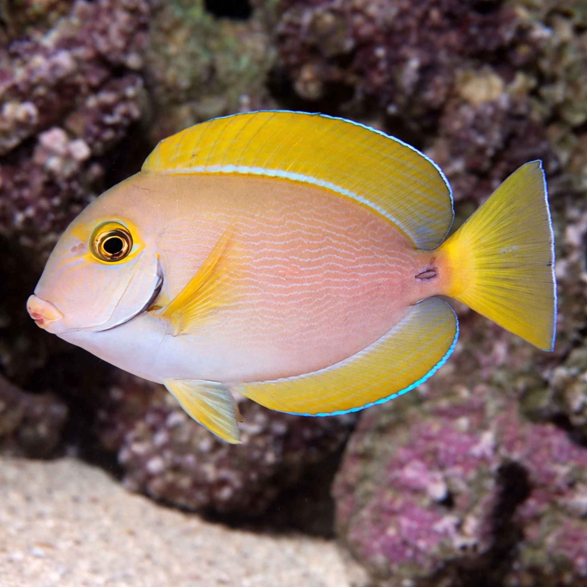 Dussumieri Tang - Acanthurus dussumieri - Image 3