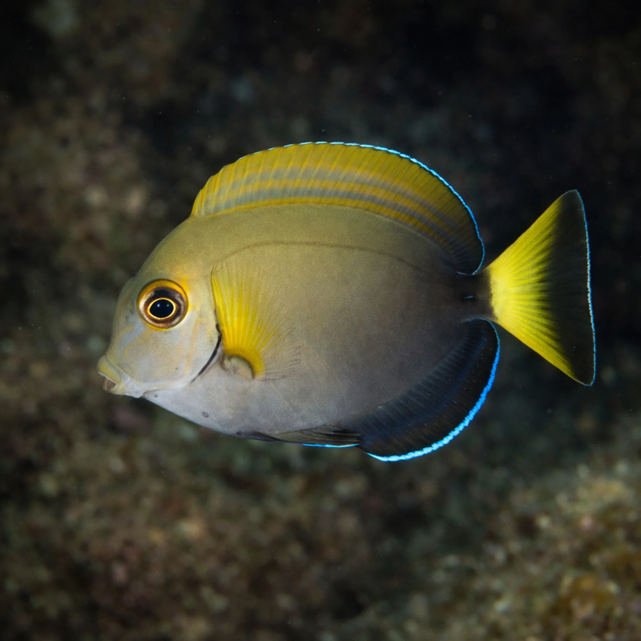 Dussumieri Tang - Acanthurus dussumieri - Image 4