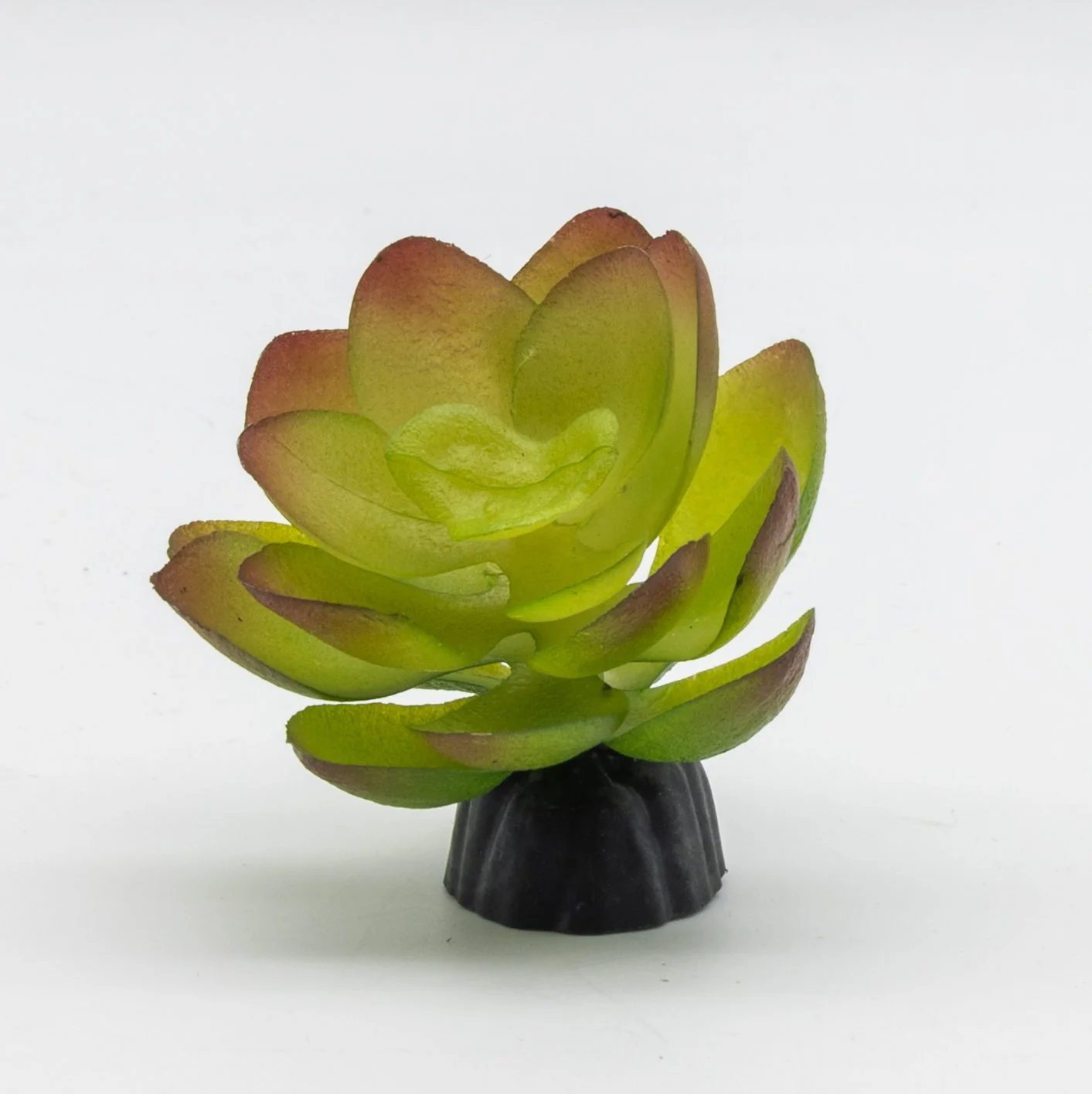 ProRep Echiveria Plant 10cm