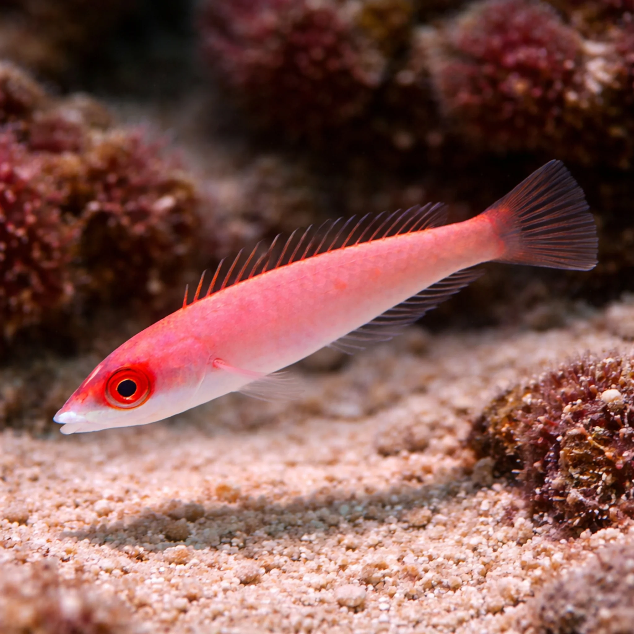 Edwardi Pencil Wrasse - Pseudojuloides edwardi - Image 2
