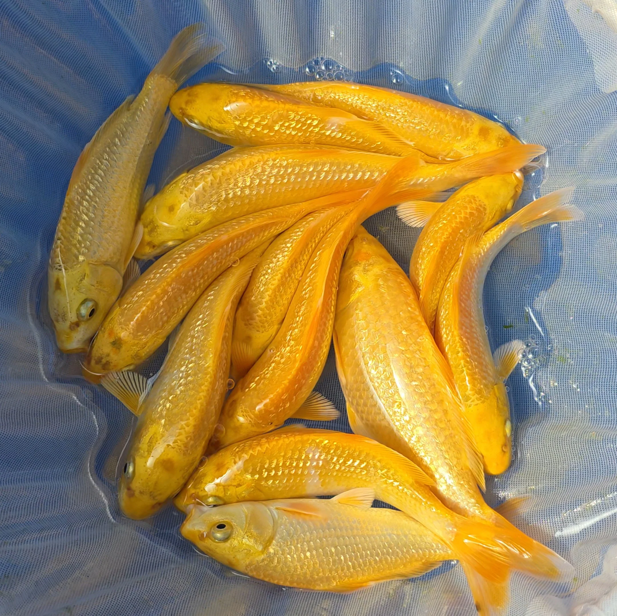 Japanese Koi
