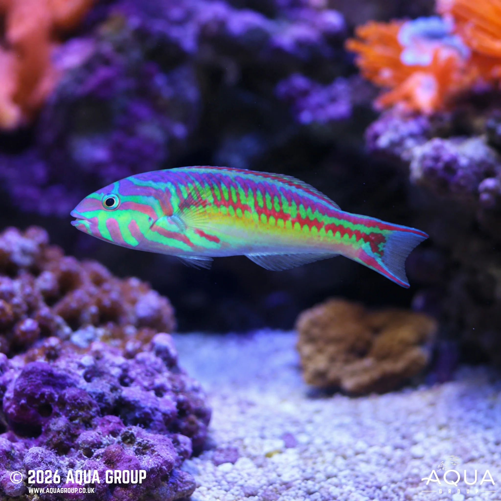Glorious Wrasse - Thalassoma quinquevittatum - Image 2