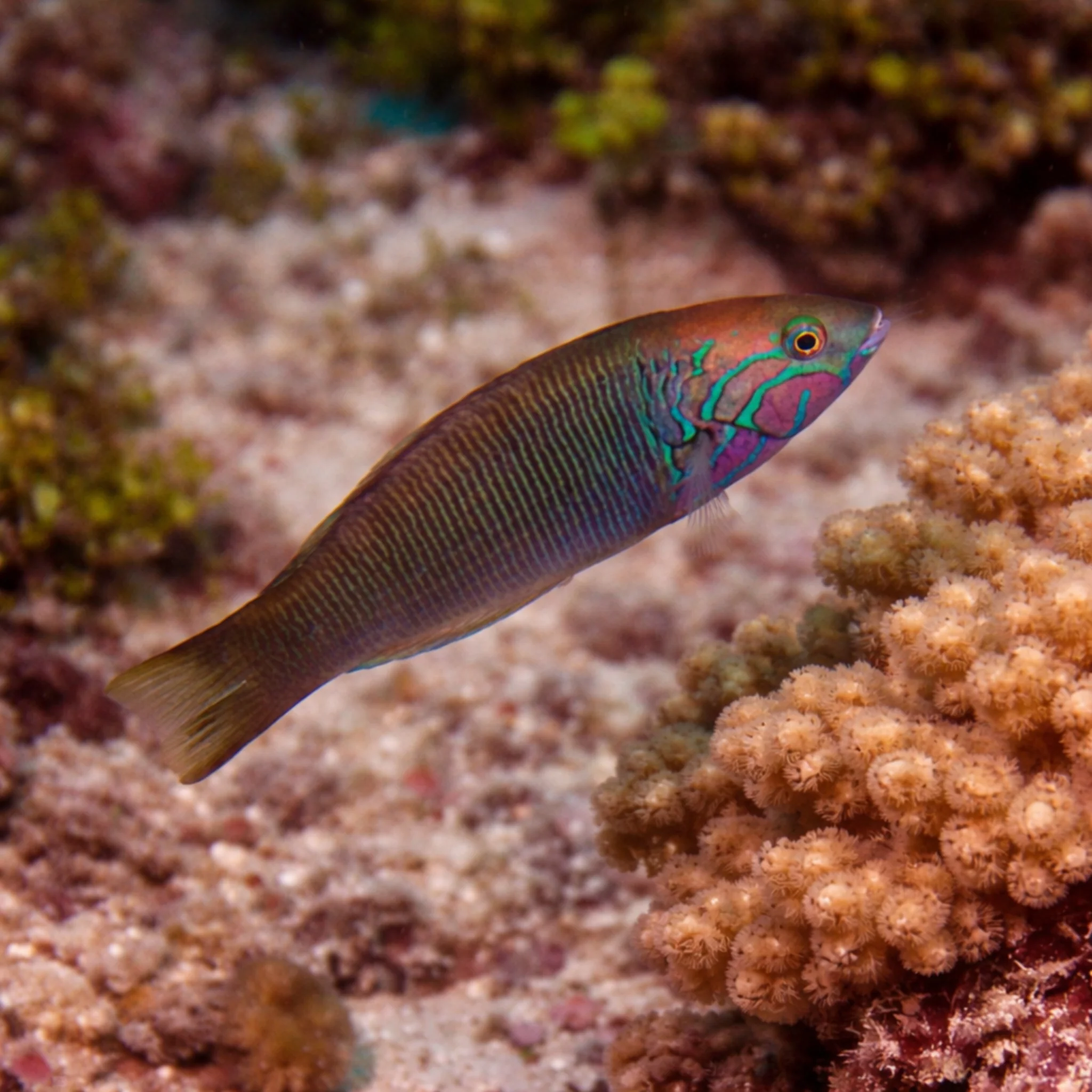 Goldbar Wrasse - Thalassoma hebraicum - Image 2