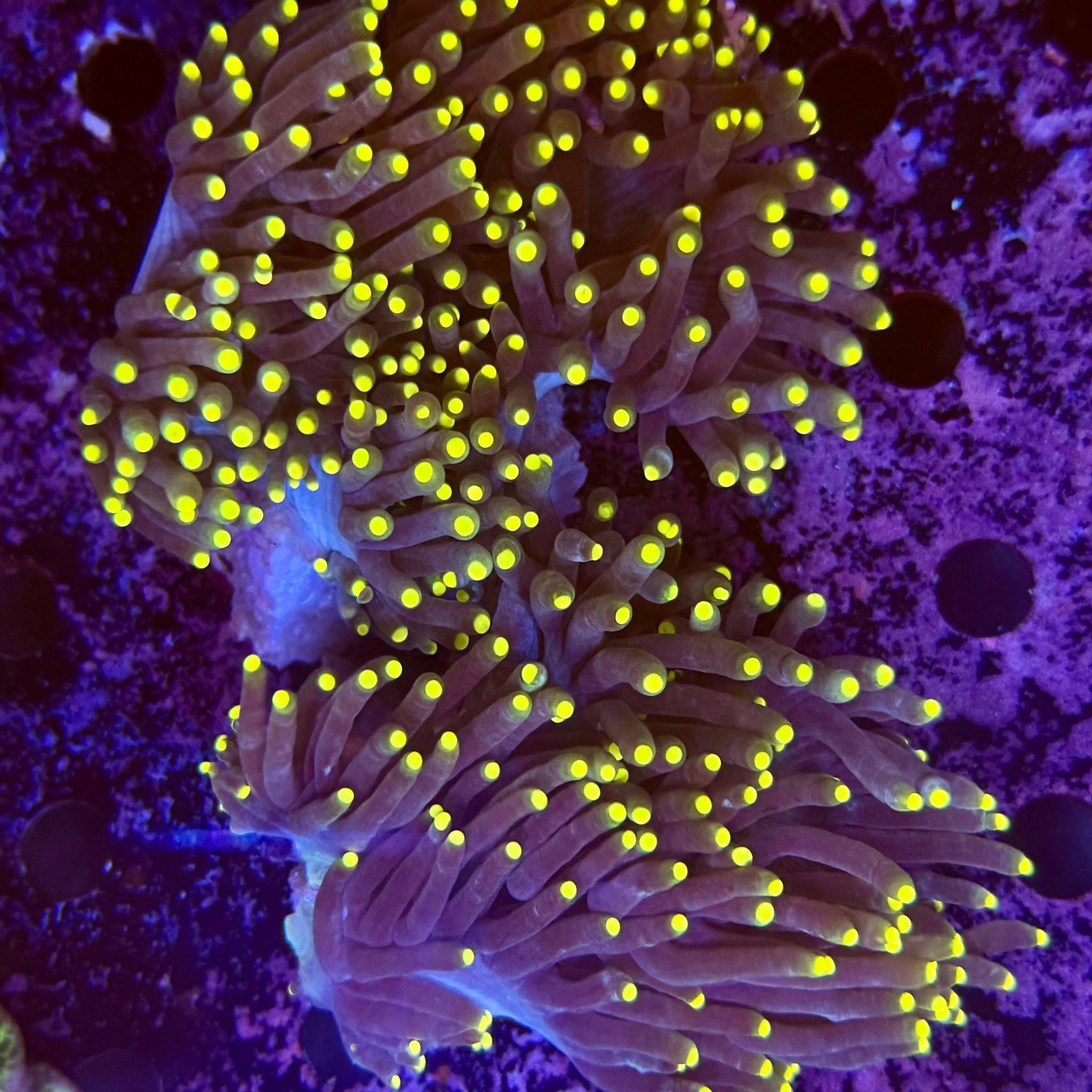 Gold Catalaphyllia Frag