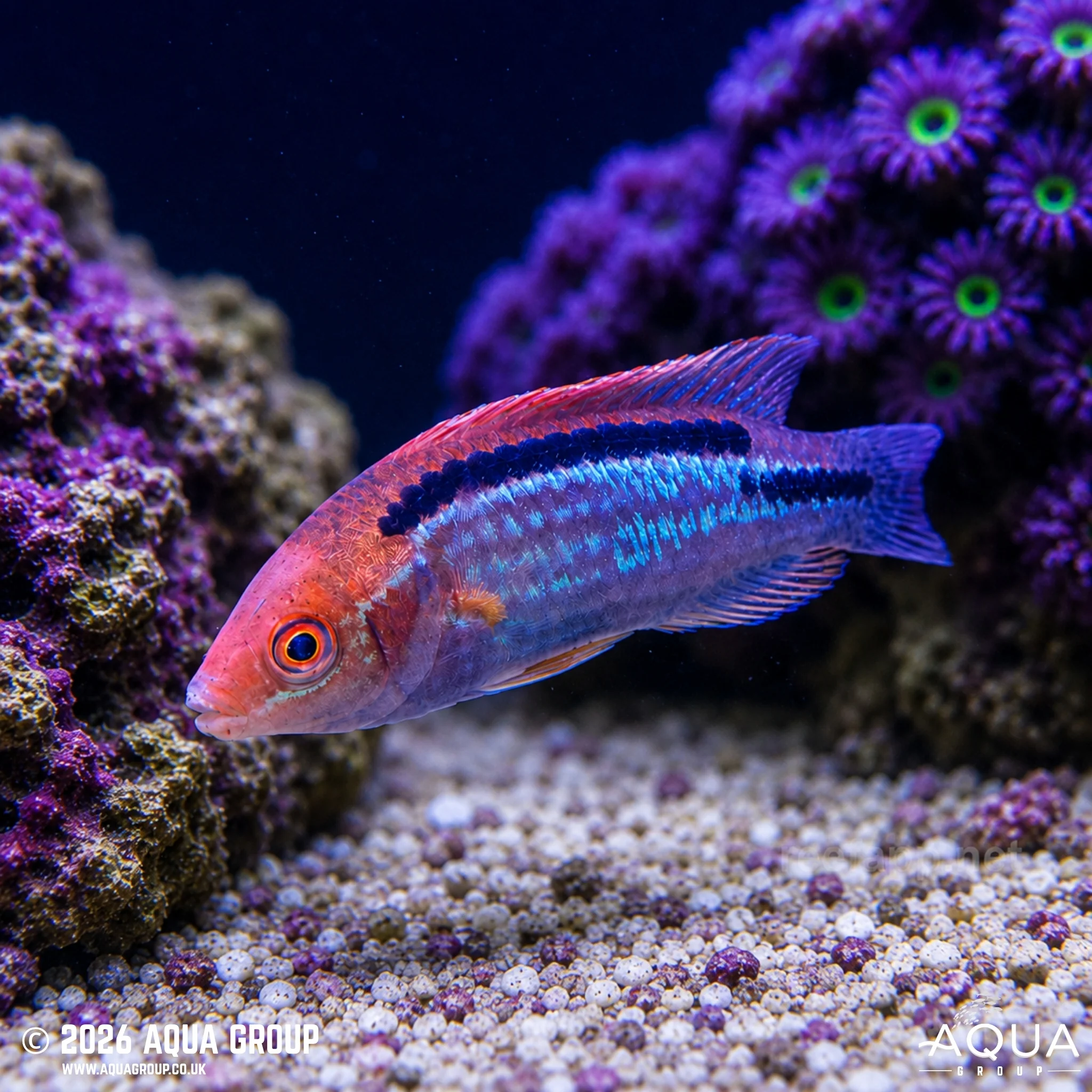 Lubbocks Fairy Wrasse - Cirrhilabrus lubbocki