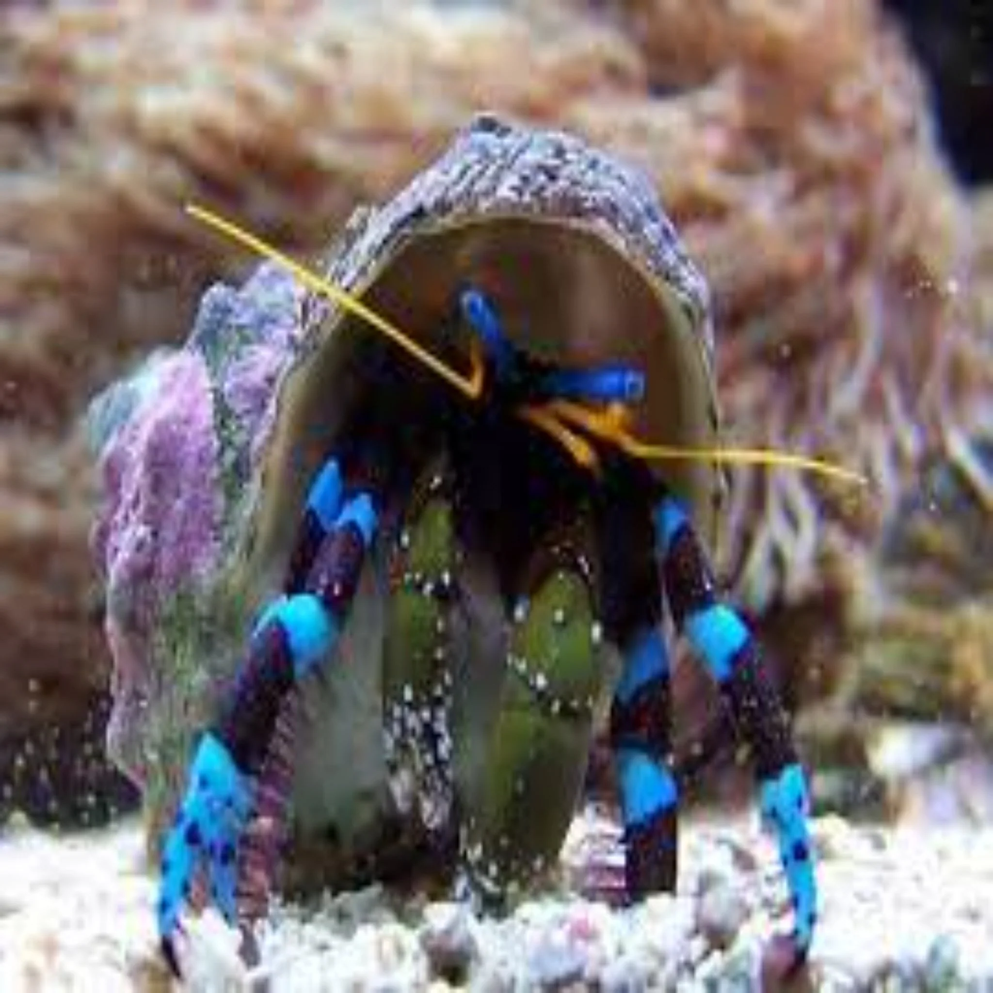 Hermit Crab - soccer Blue Leg