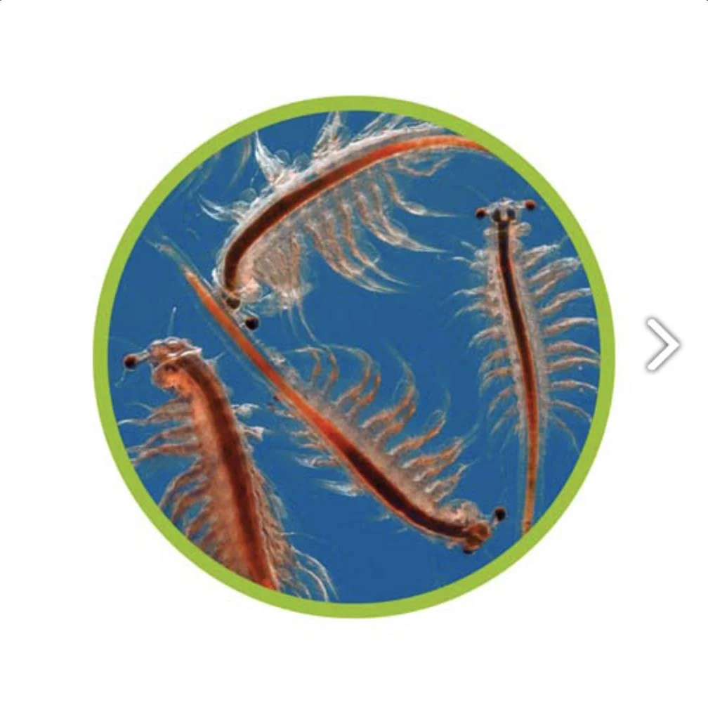 Hobby - Artemia Brine Shrimp Eggs Breeder Hatchery - Image 7