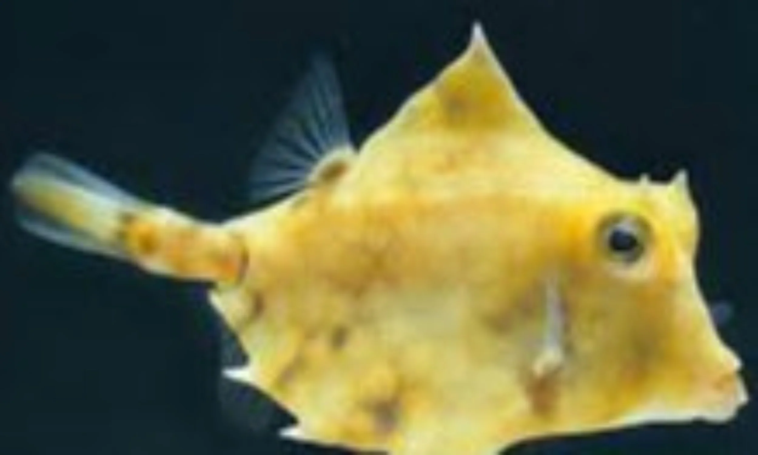 Hovercraft Box Fish