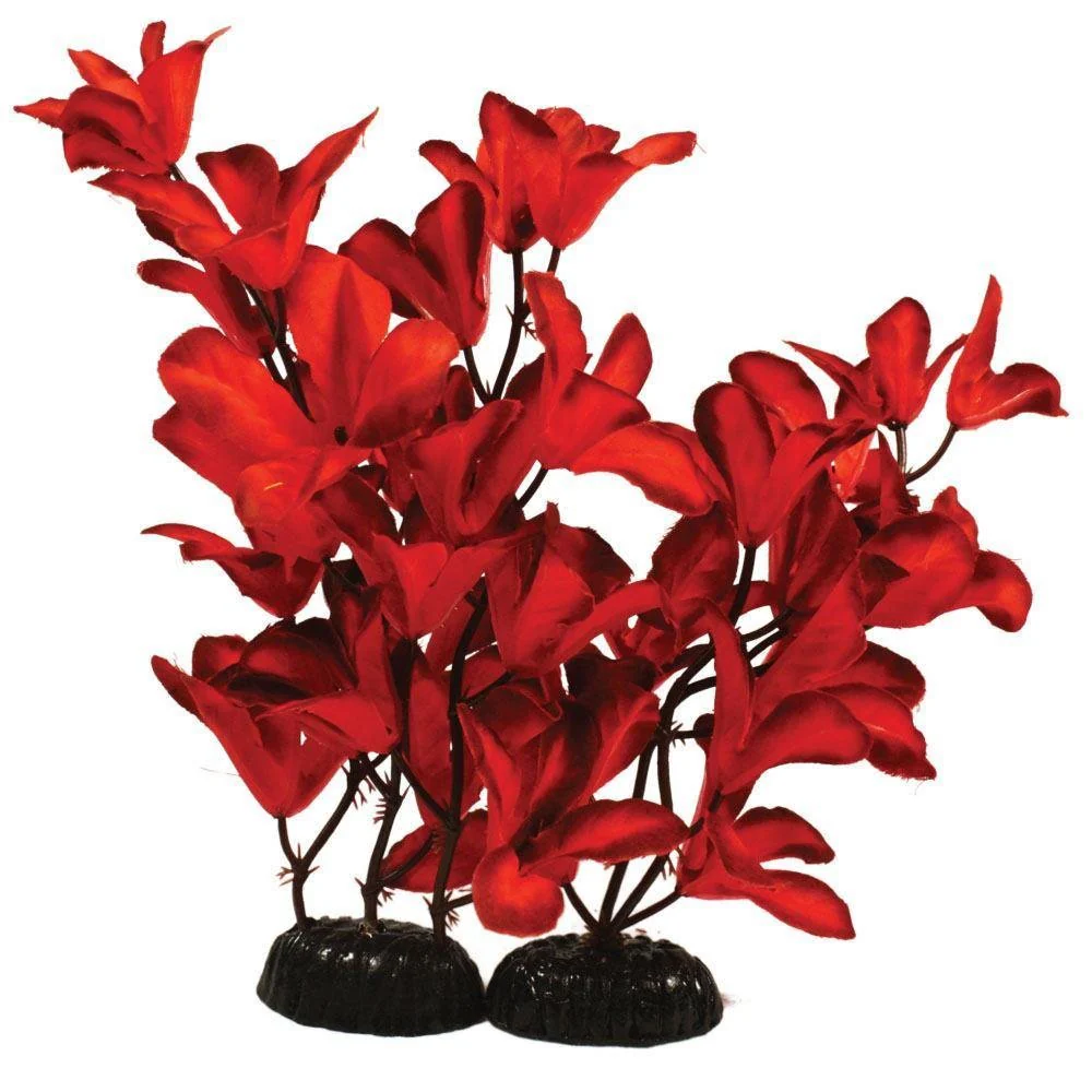 Hugo Kamishi Glandulosa Red Silk - Aquarium Plants - Image 2