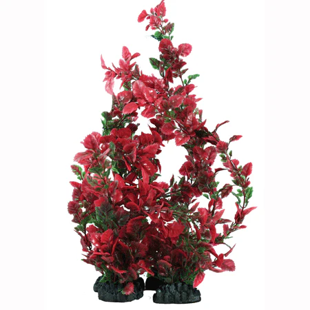 Hugo Kamishi Rose Leaf Green & Red 20cm - Aquarium Plant