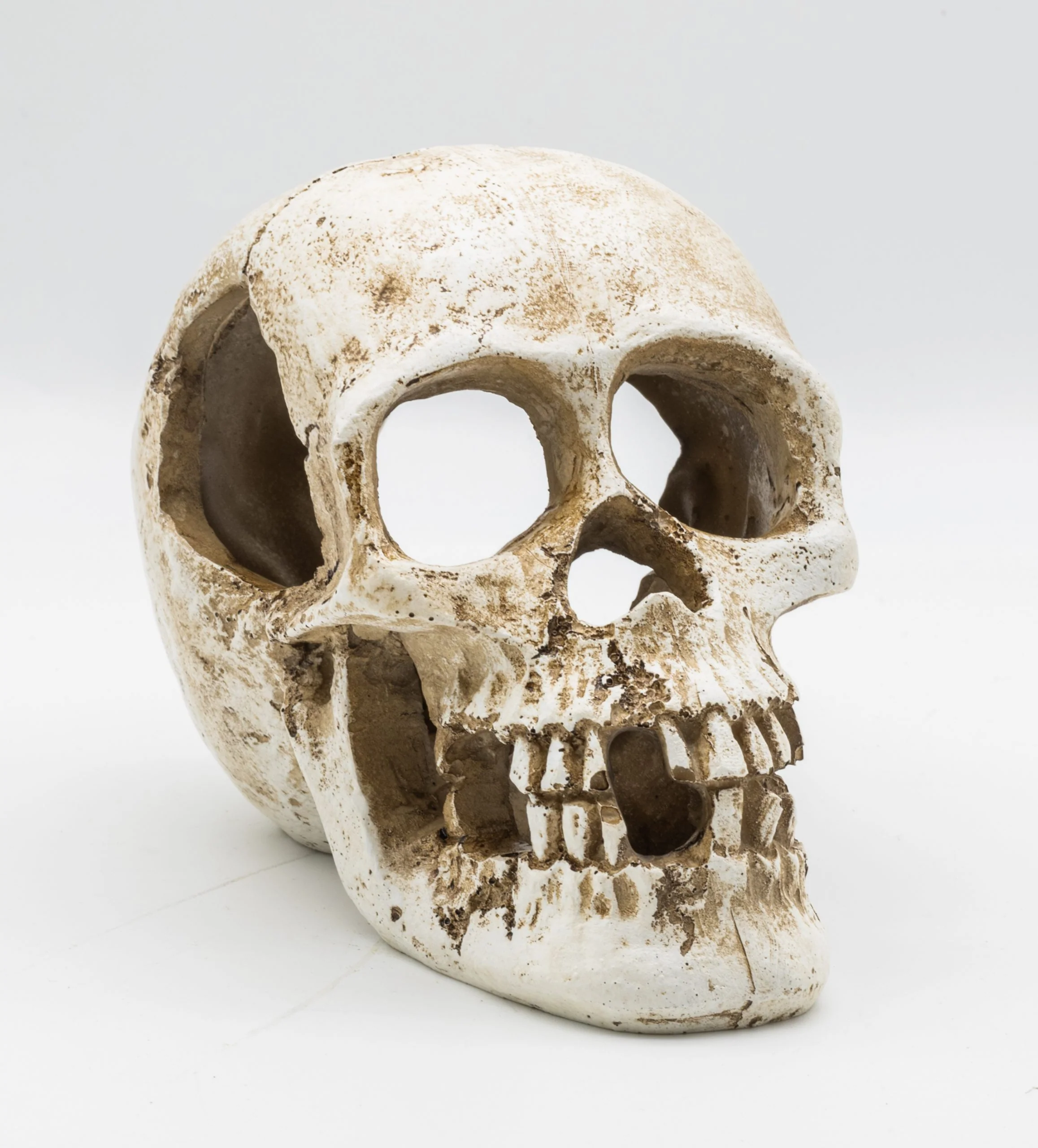 ProRep Human Skull - 15x10x11.5cm