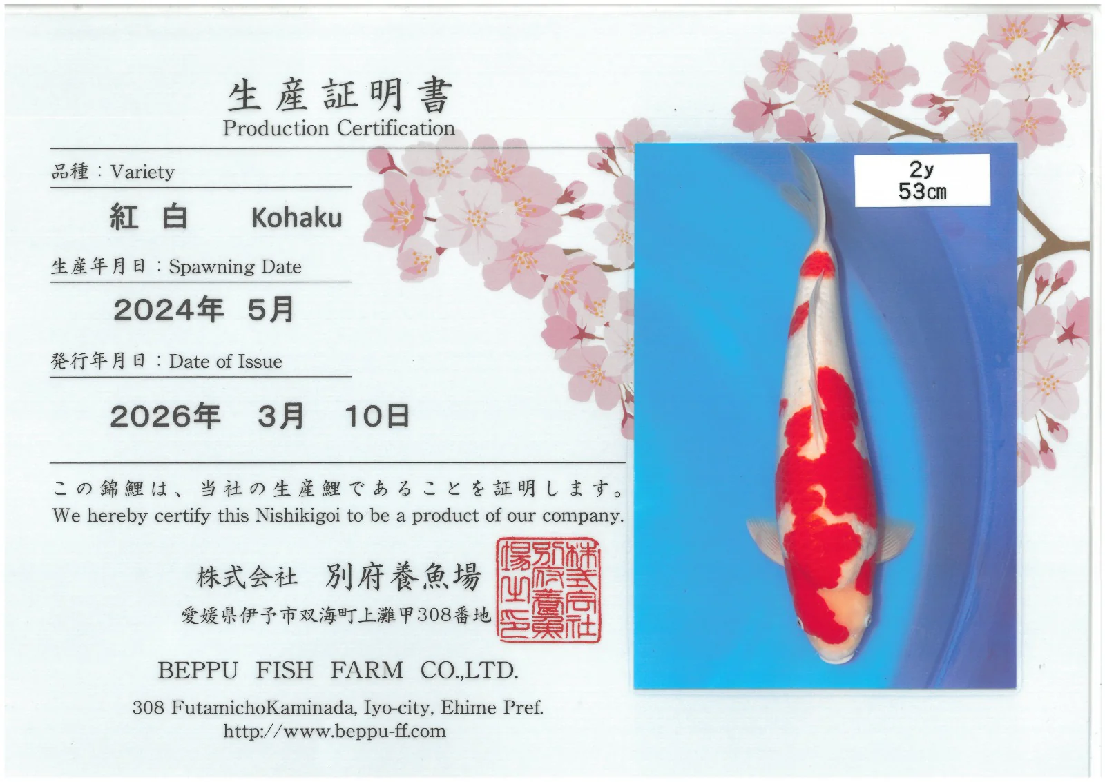 Kohaku - Beppu - Nisai - #01
