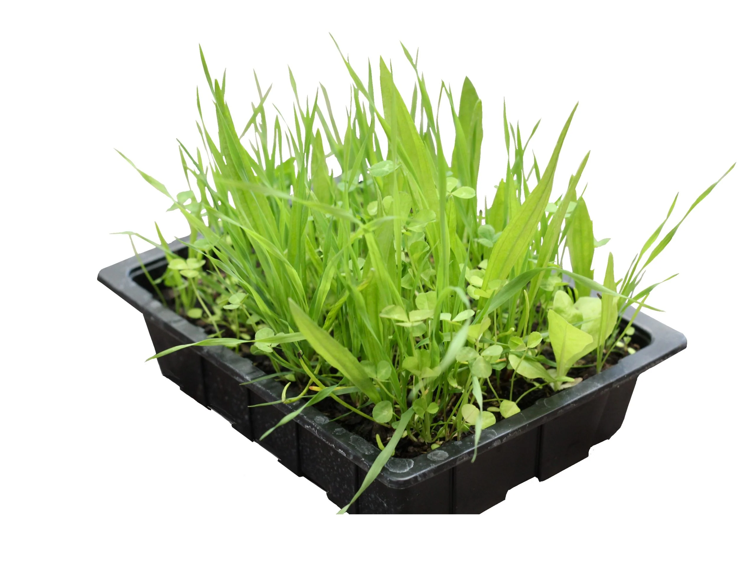 Live Food Plant. Living Salad Mix (Tray)
