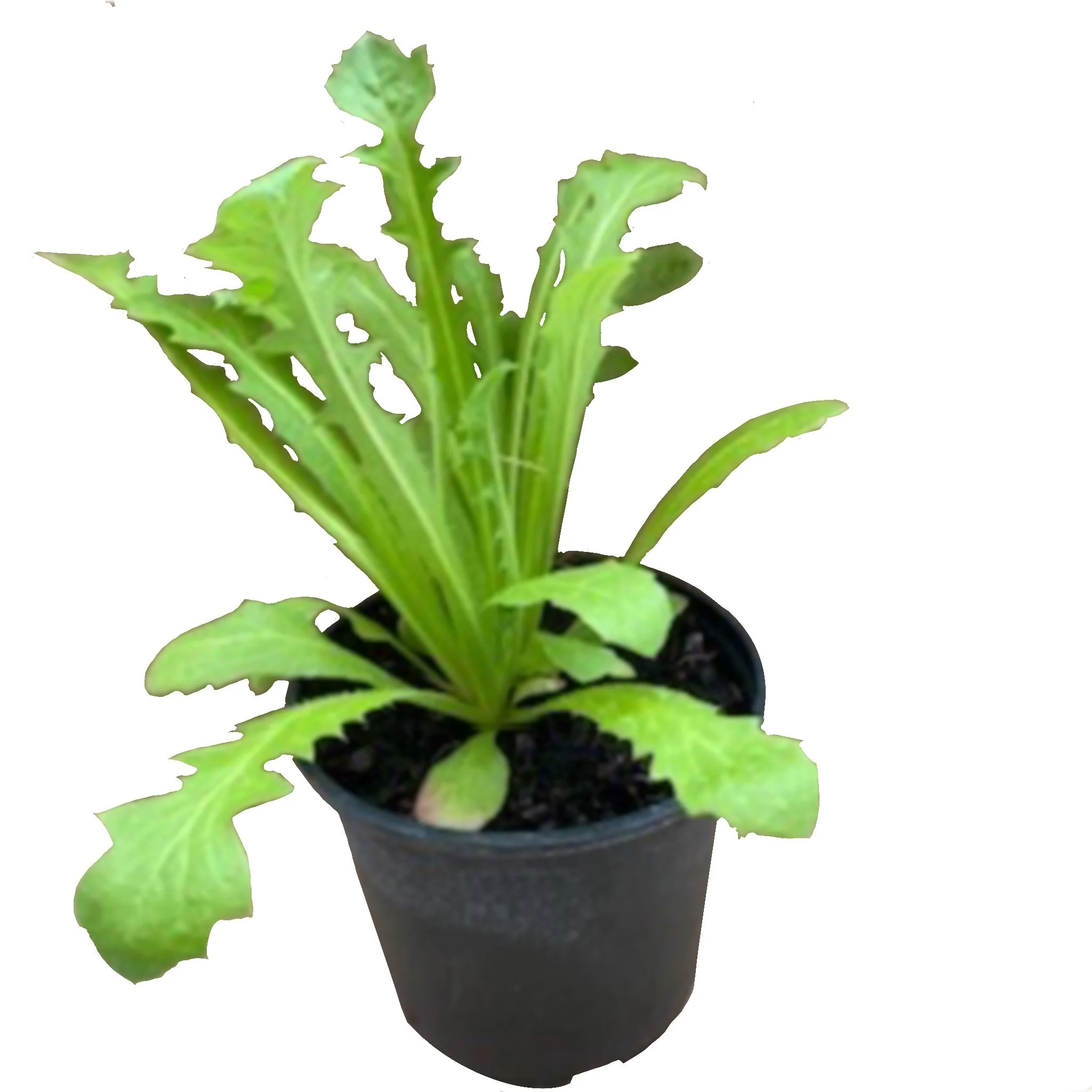 Live Food Plant. Pink Hawk’s Beard (10cm pot)
