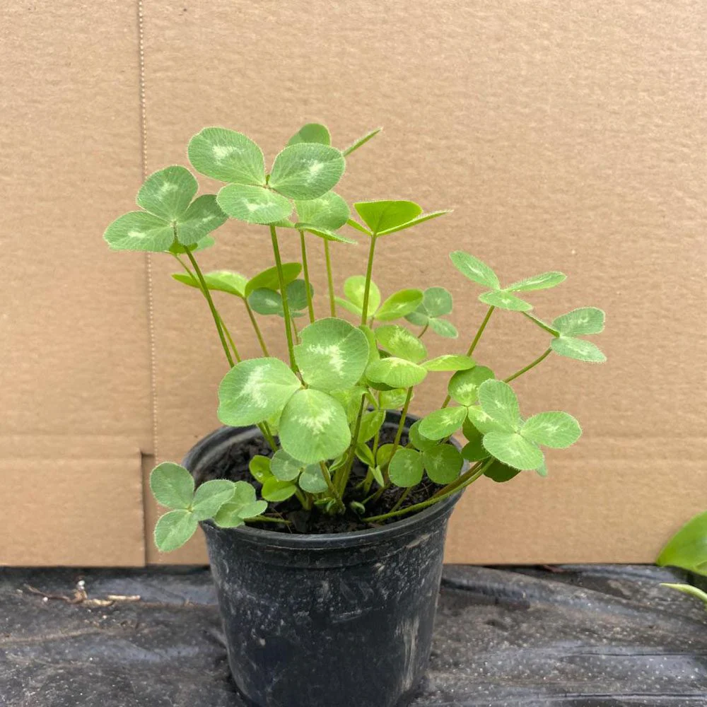 Live Food Plant. Red Clover (10cm pot)