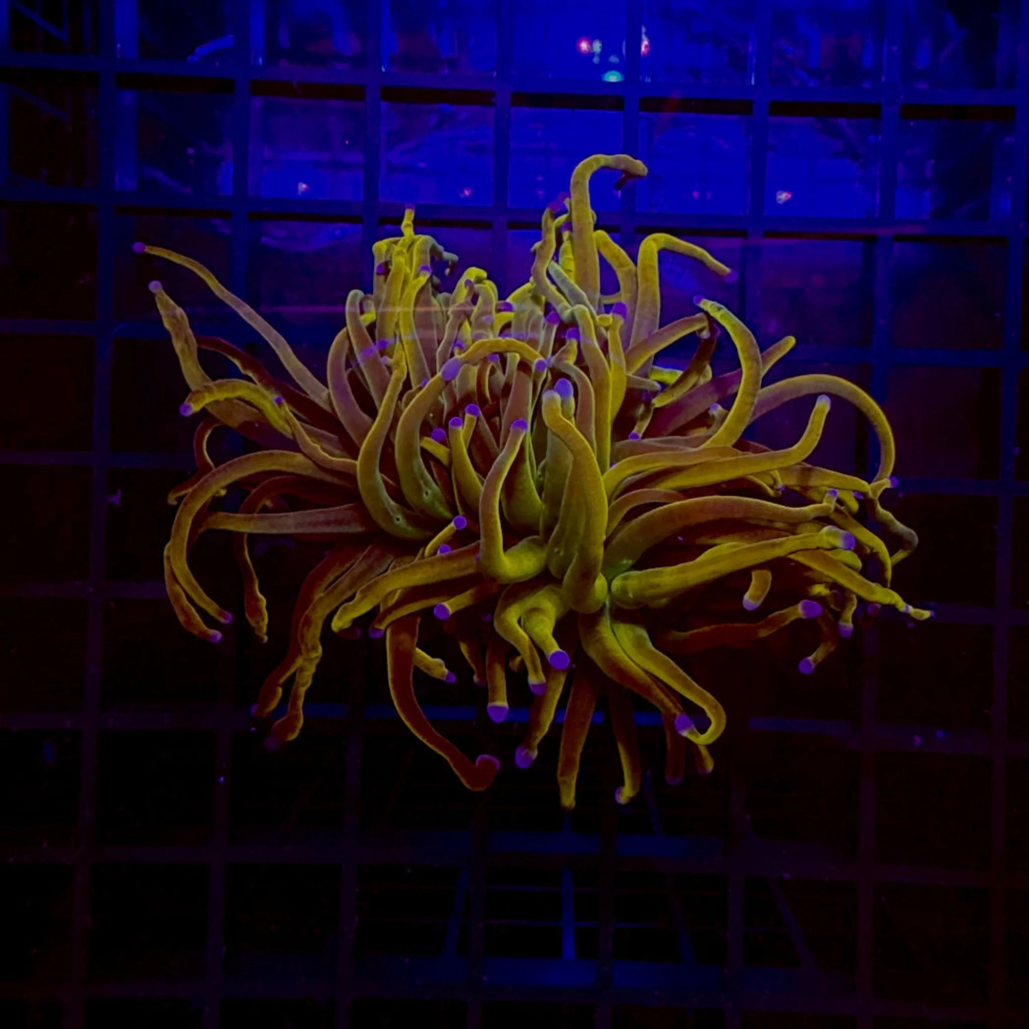 Mardi-Gra Torch Coral [Rapunsel]