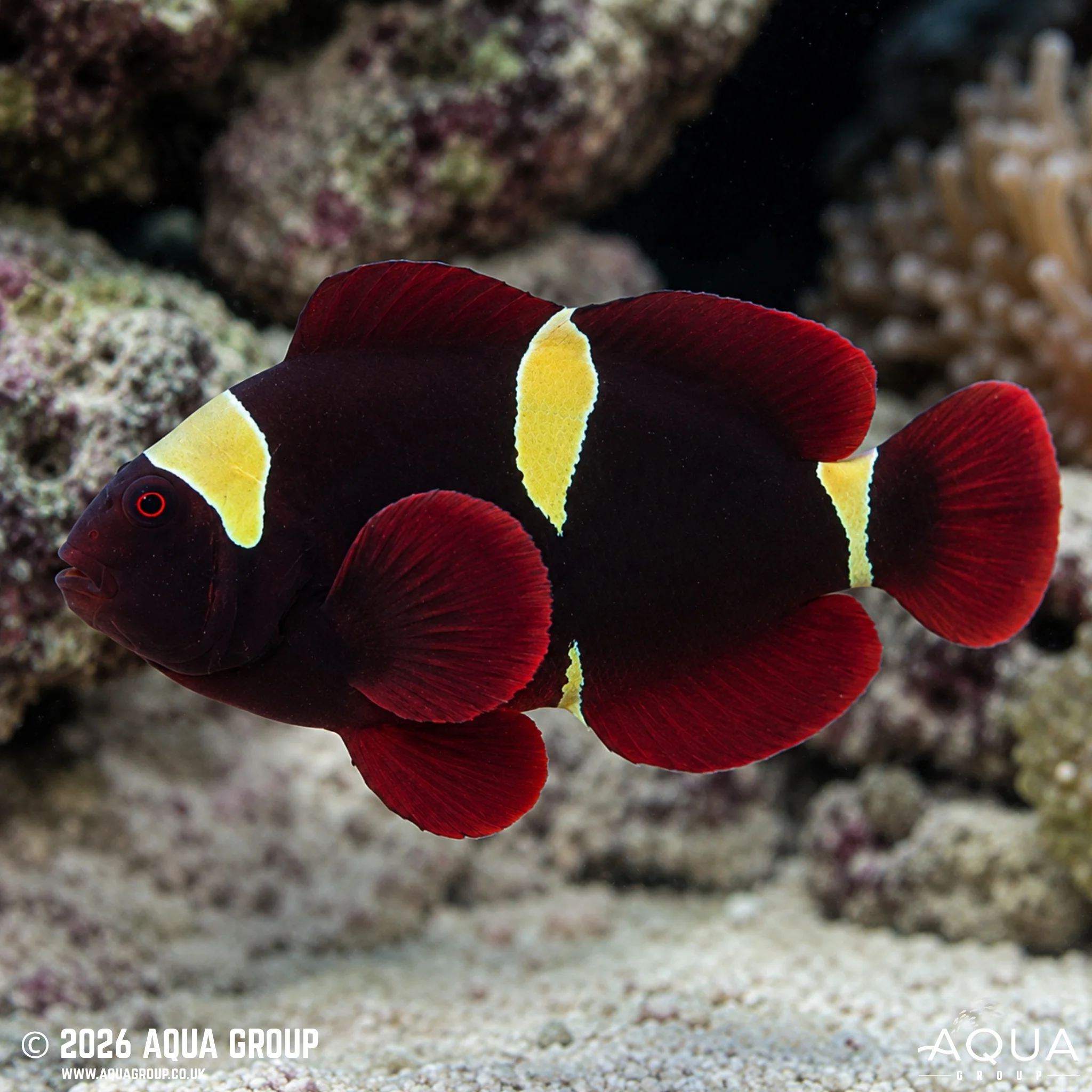 Gold Stripe Maroon Clownfish - Premnas biaculeatus - Image 2