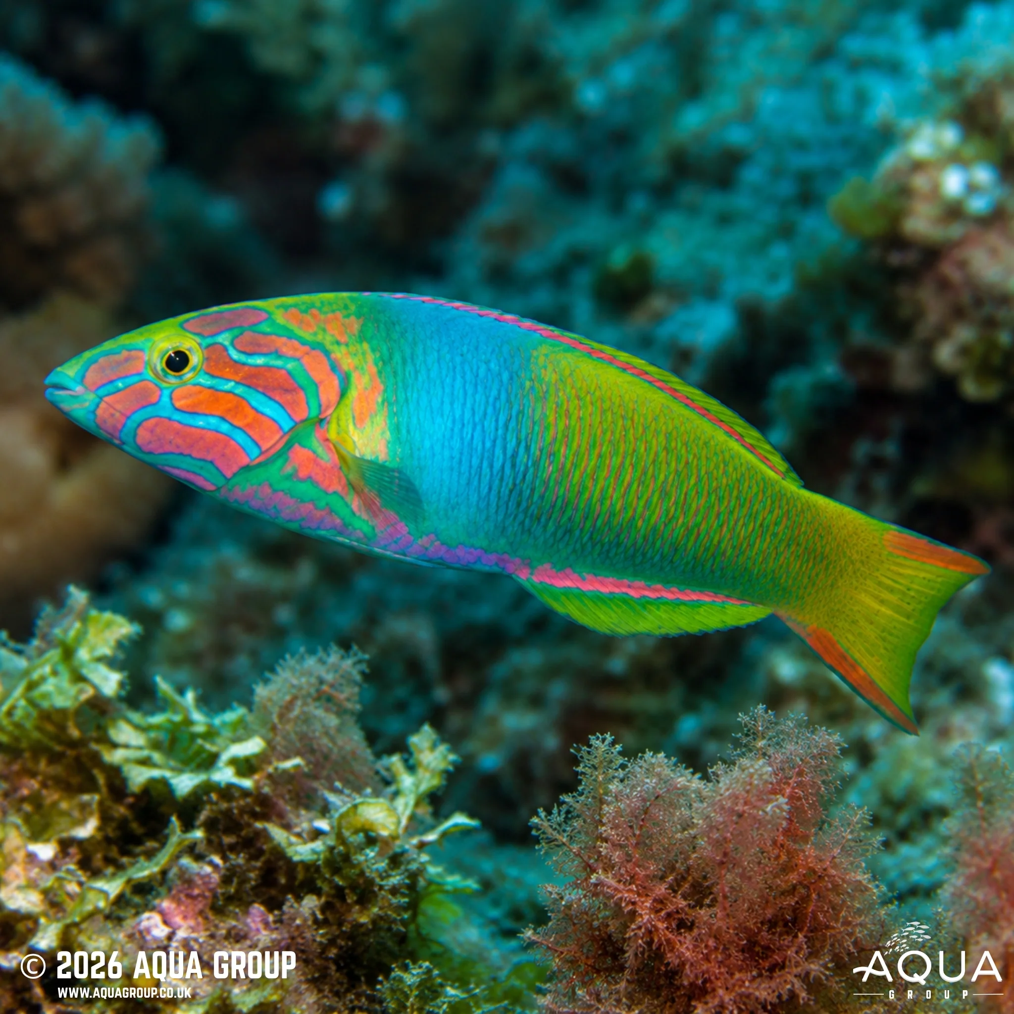 Marshall Islands Wrasse - Thalassoma lutescens - Image 2